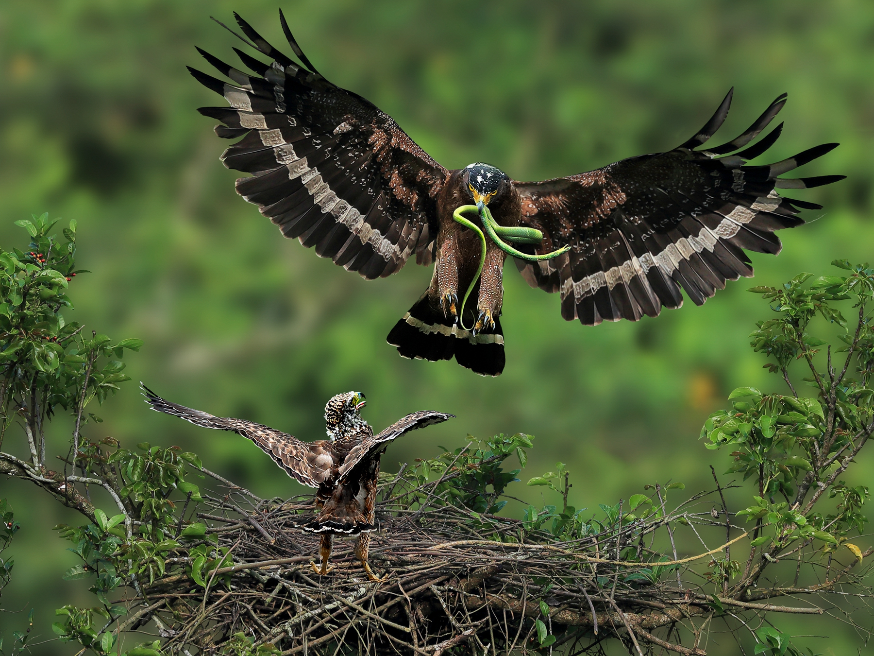 4優選獎-生猛大餐-林翠芳