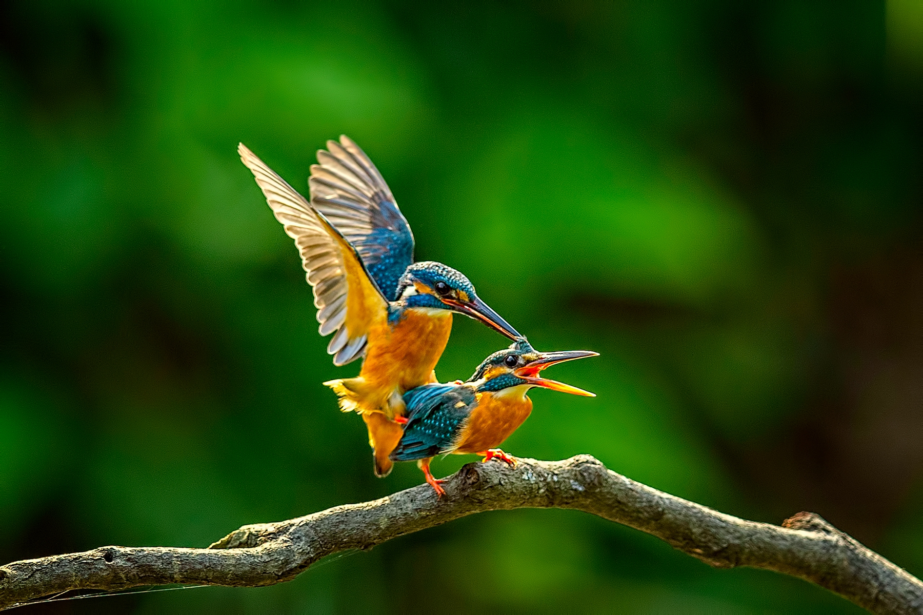 佳作獎-交歡-陳啟煌