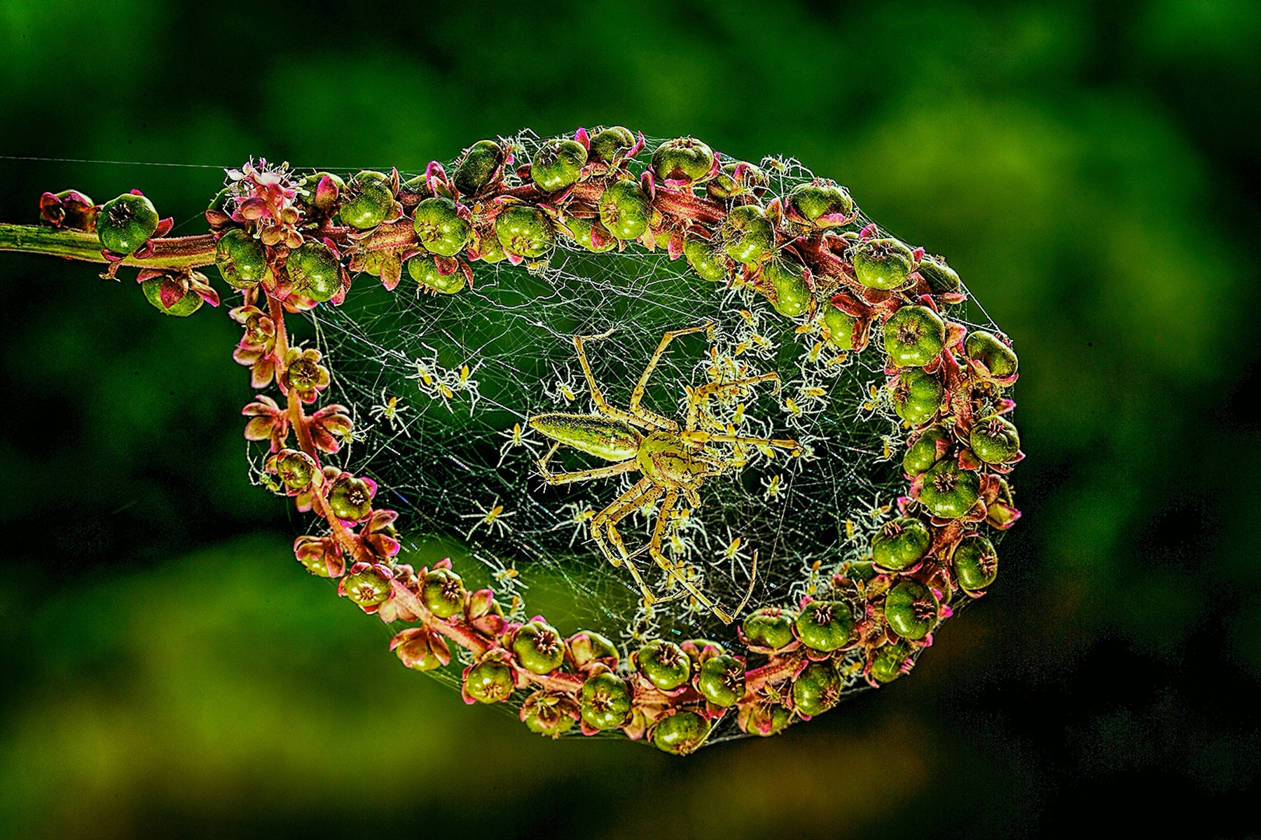 佳作獎-兒孫滿堂-陳啟煌