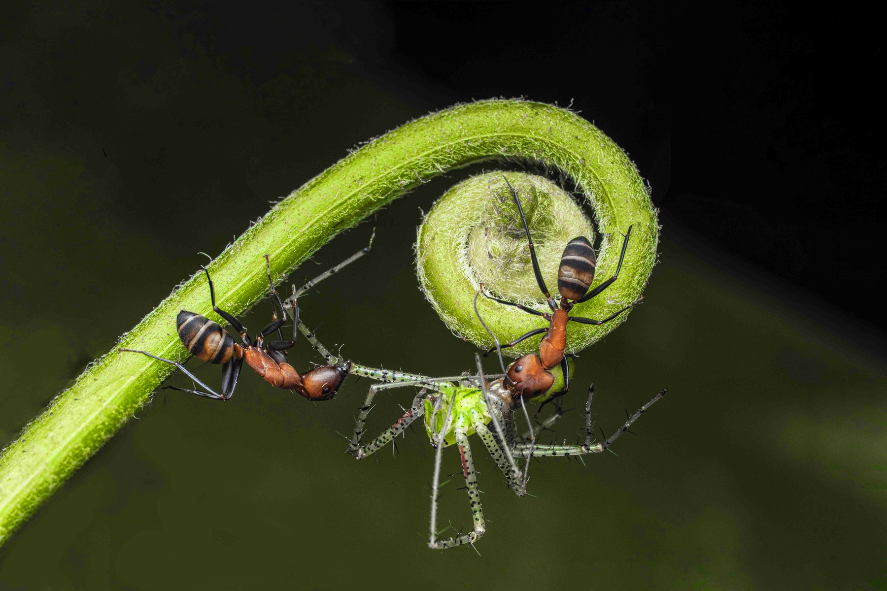 佳作獎-合作無間-江金地