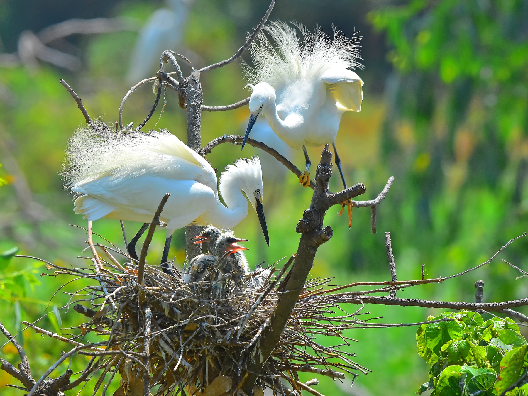 佳作獎-呵護-許桂益
