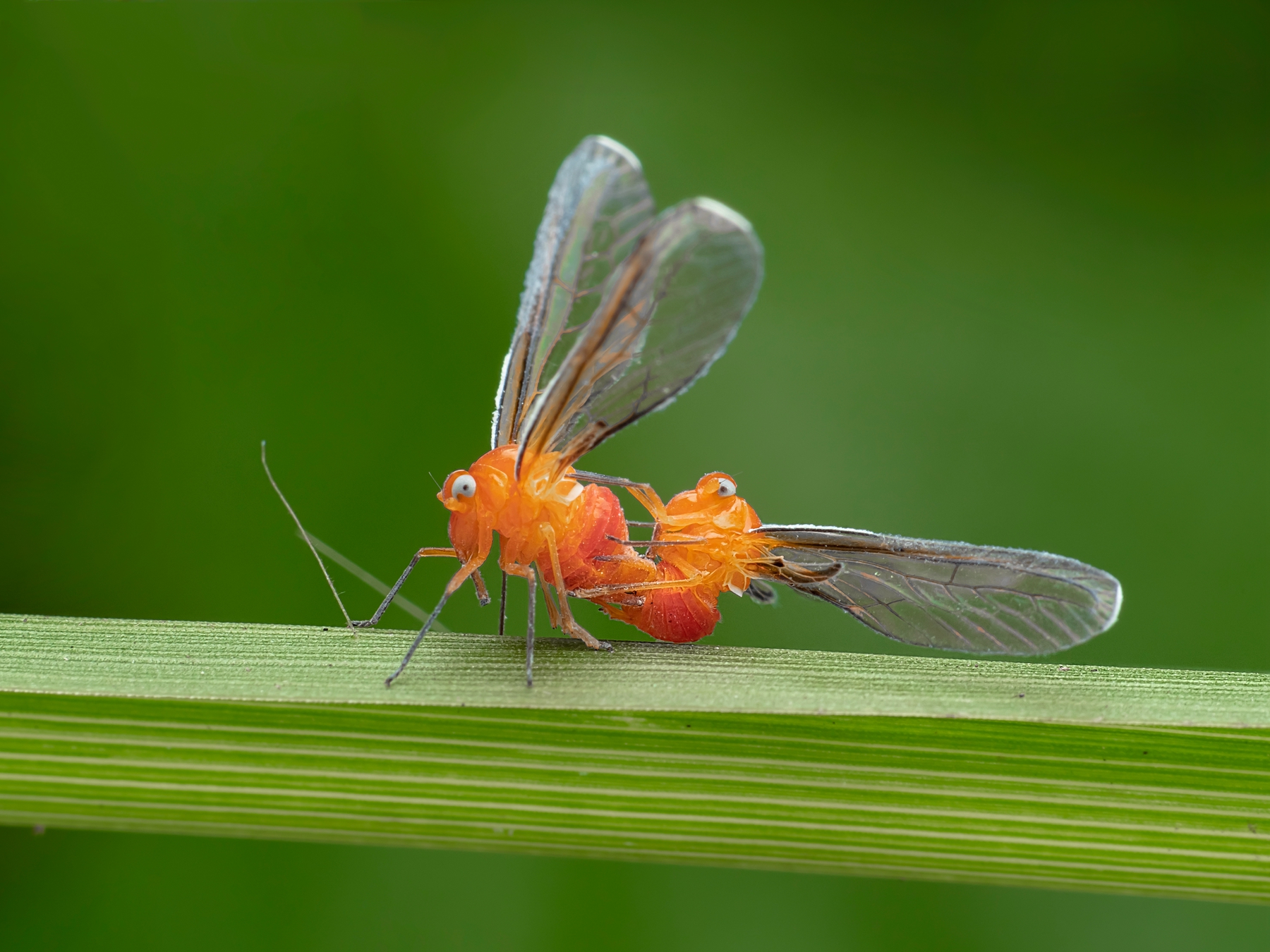 佳作獎-幸福蠟蟬-江金地