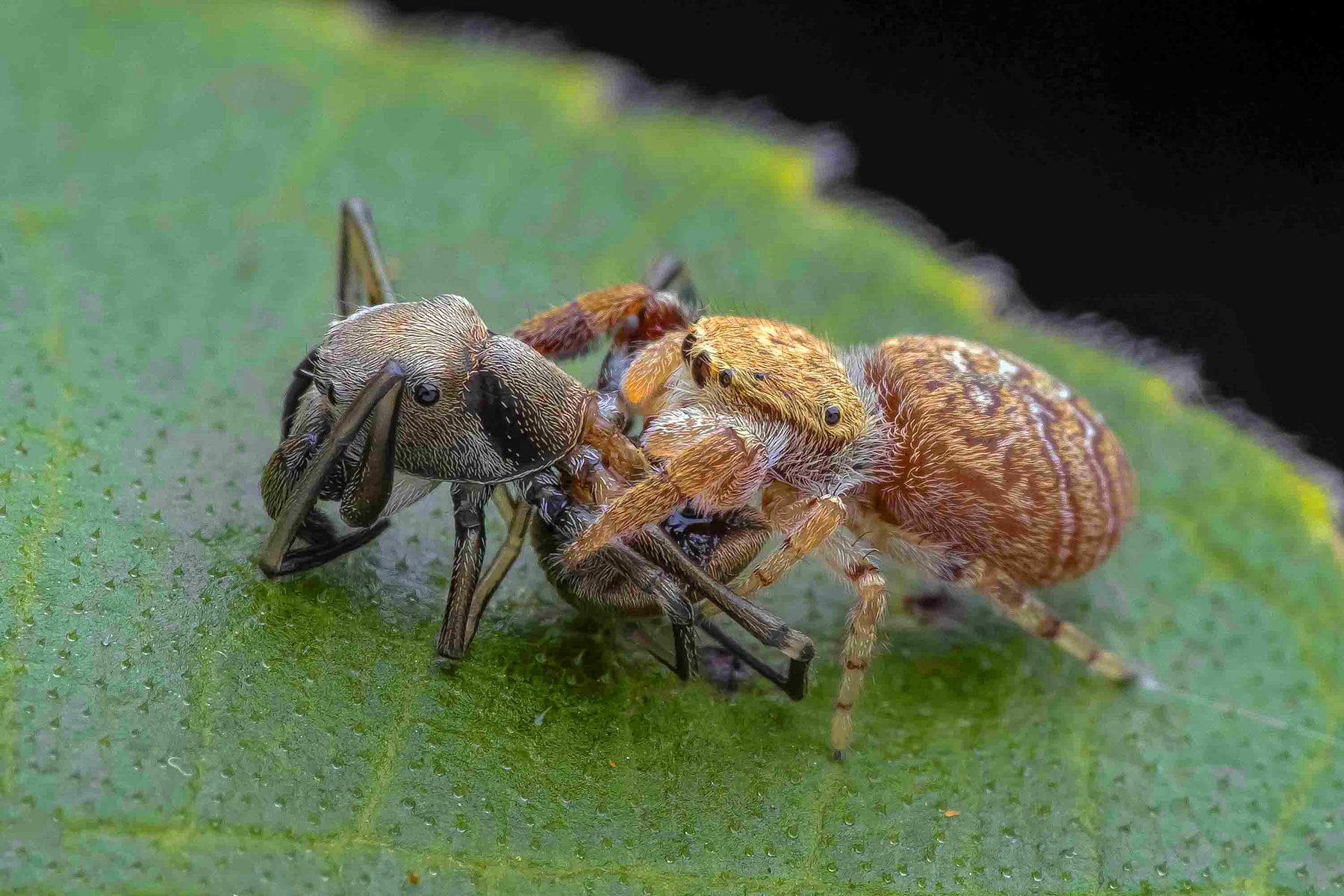 佳作獎-搏鬥-江金地