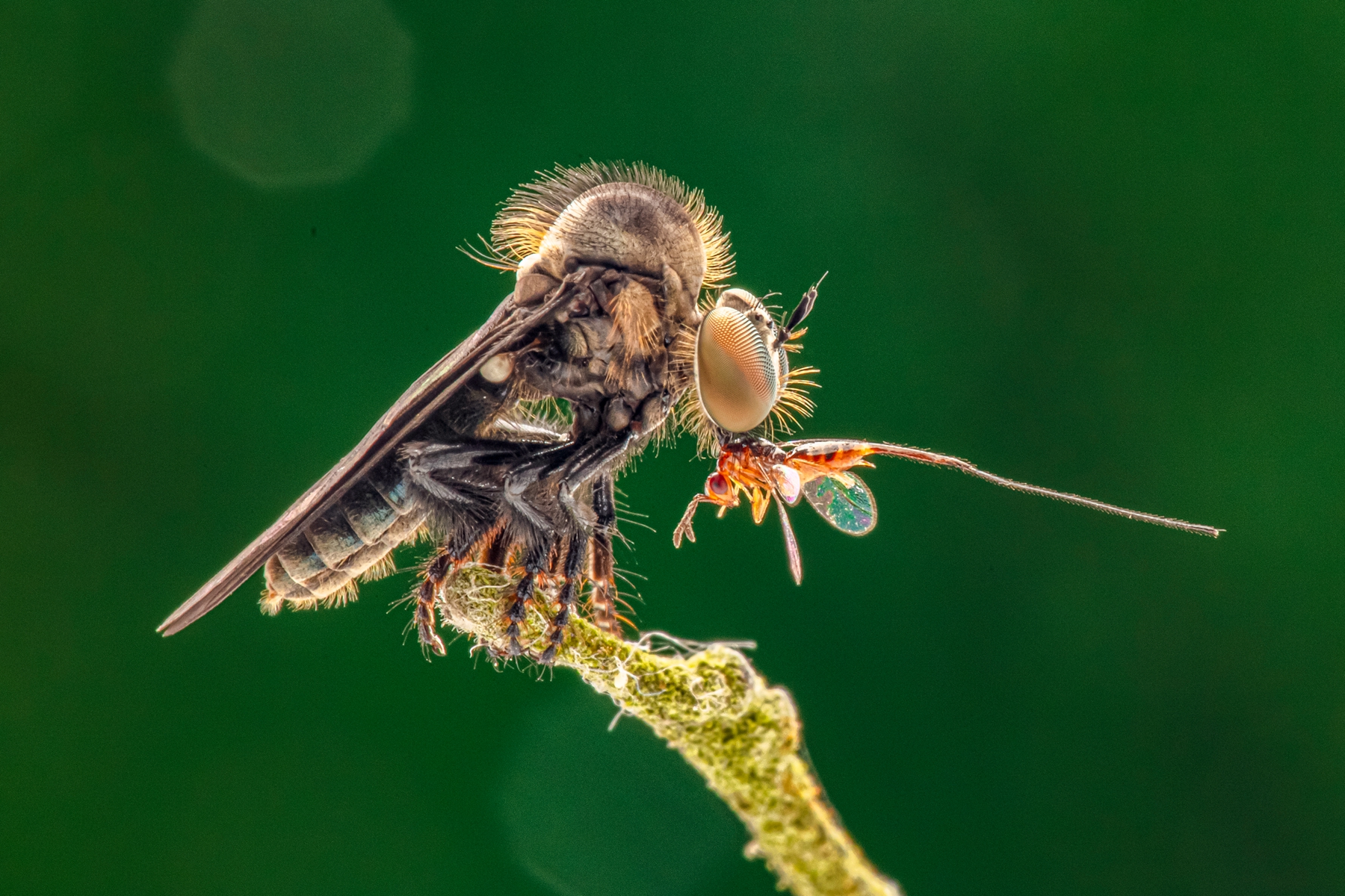 佳作獎-獵物-劉昌鈞