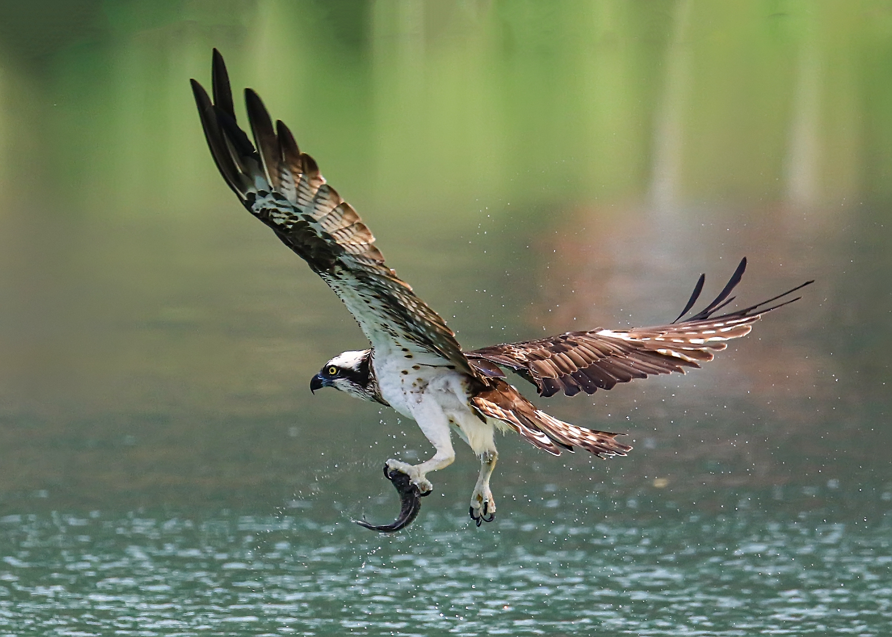 佳作獎-獵食-施芳宜