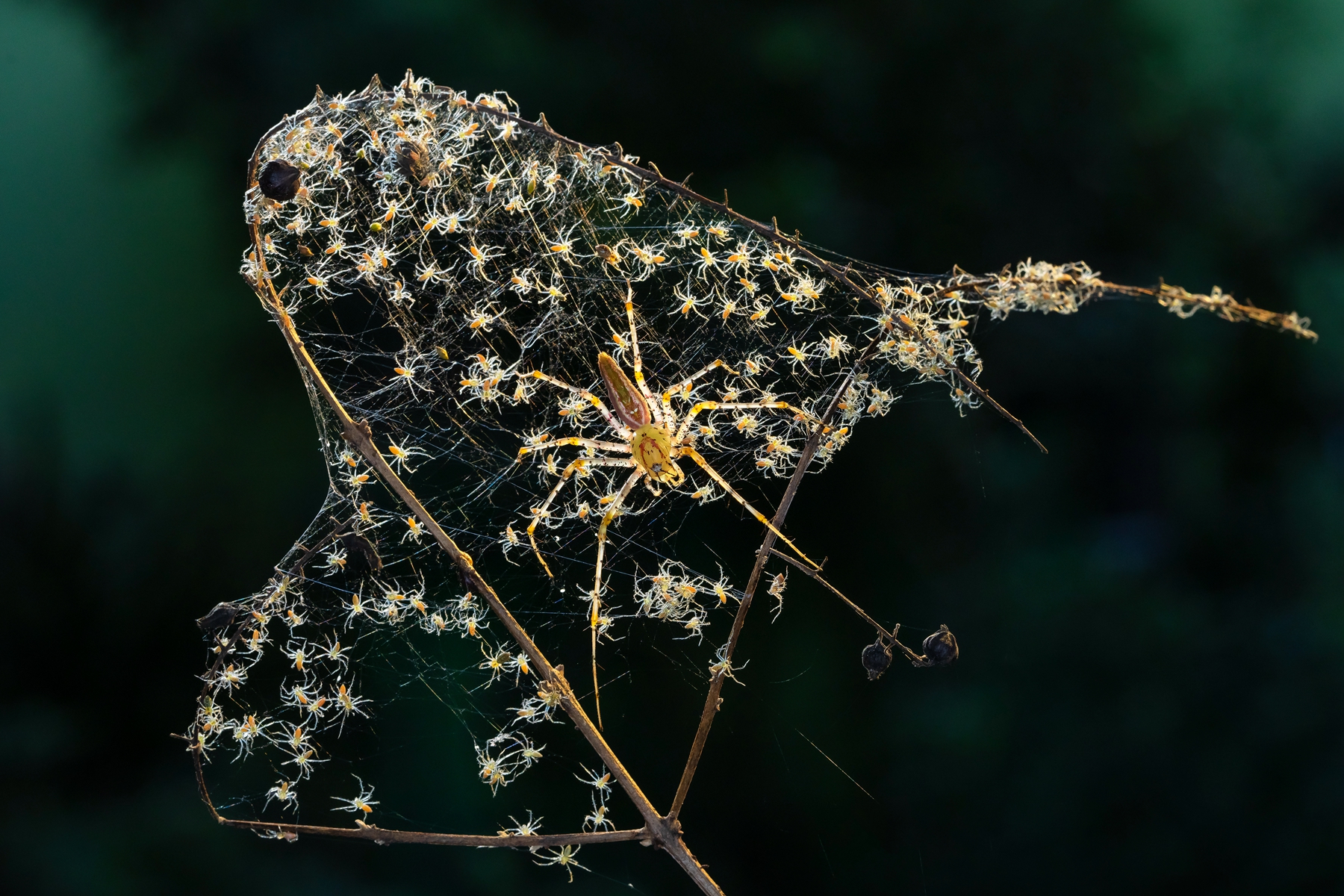 佳作獎-生生不息-許淑萍