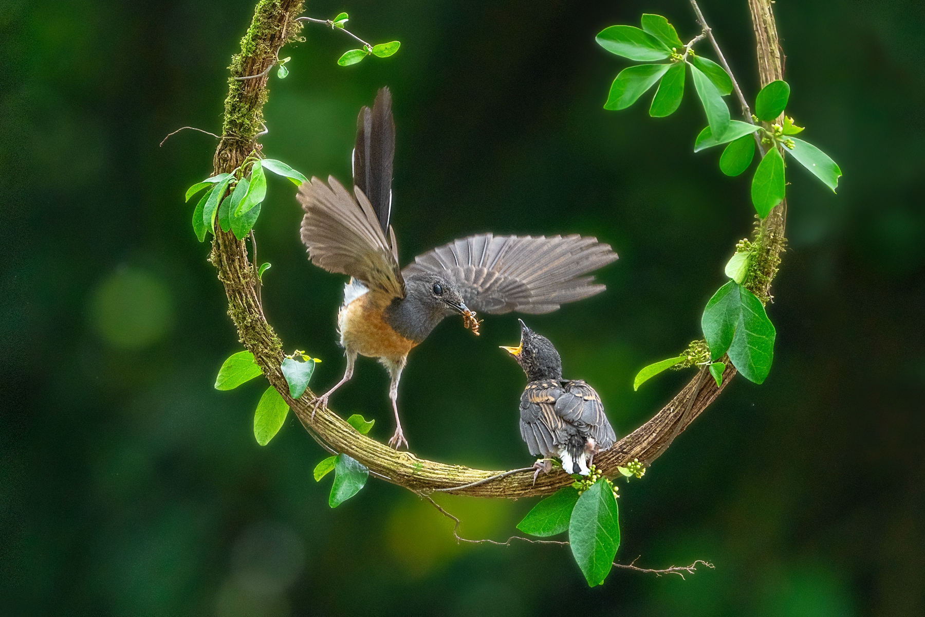 佳作獎-親-許淑萍