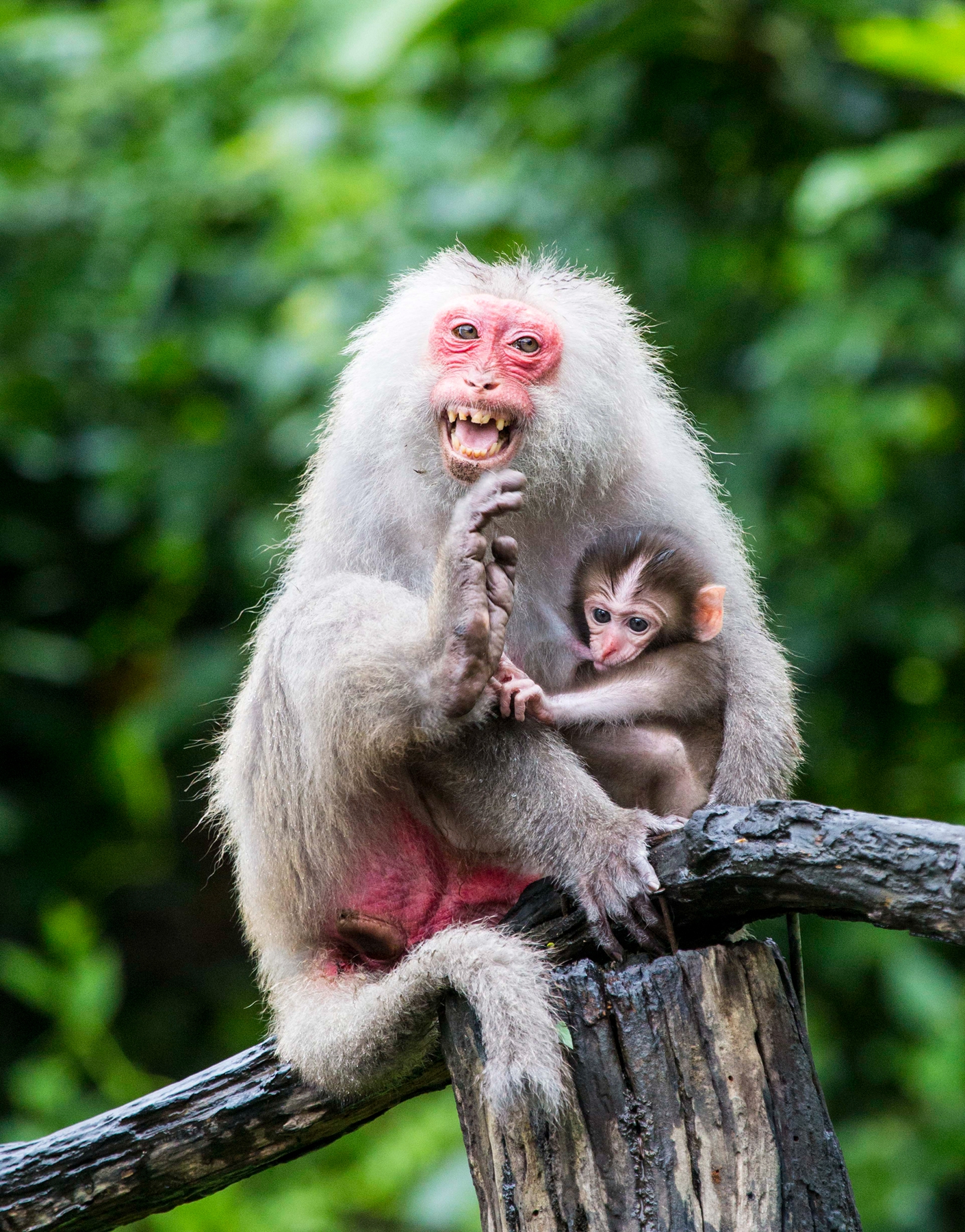 佳作獎-調皮-陳翠娥