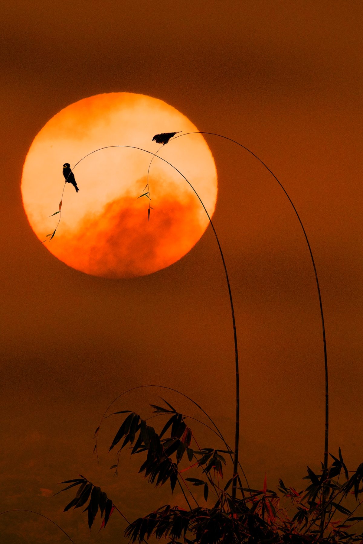 佳作獎-雀雀私語-汪國禎
