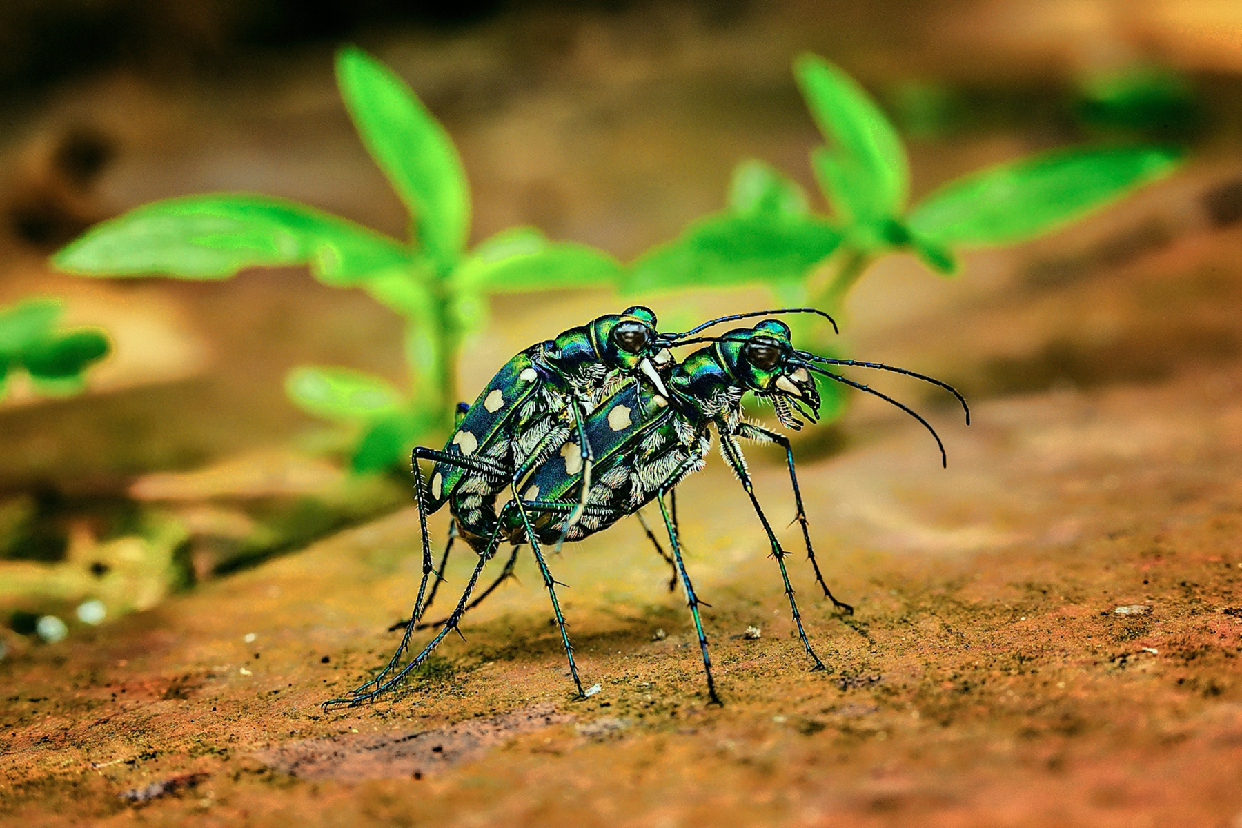 佳作獎-風流韻事-陳啟煌