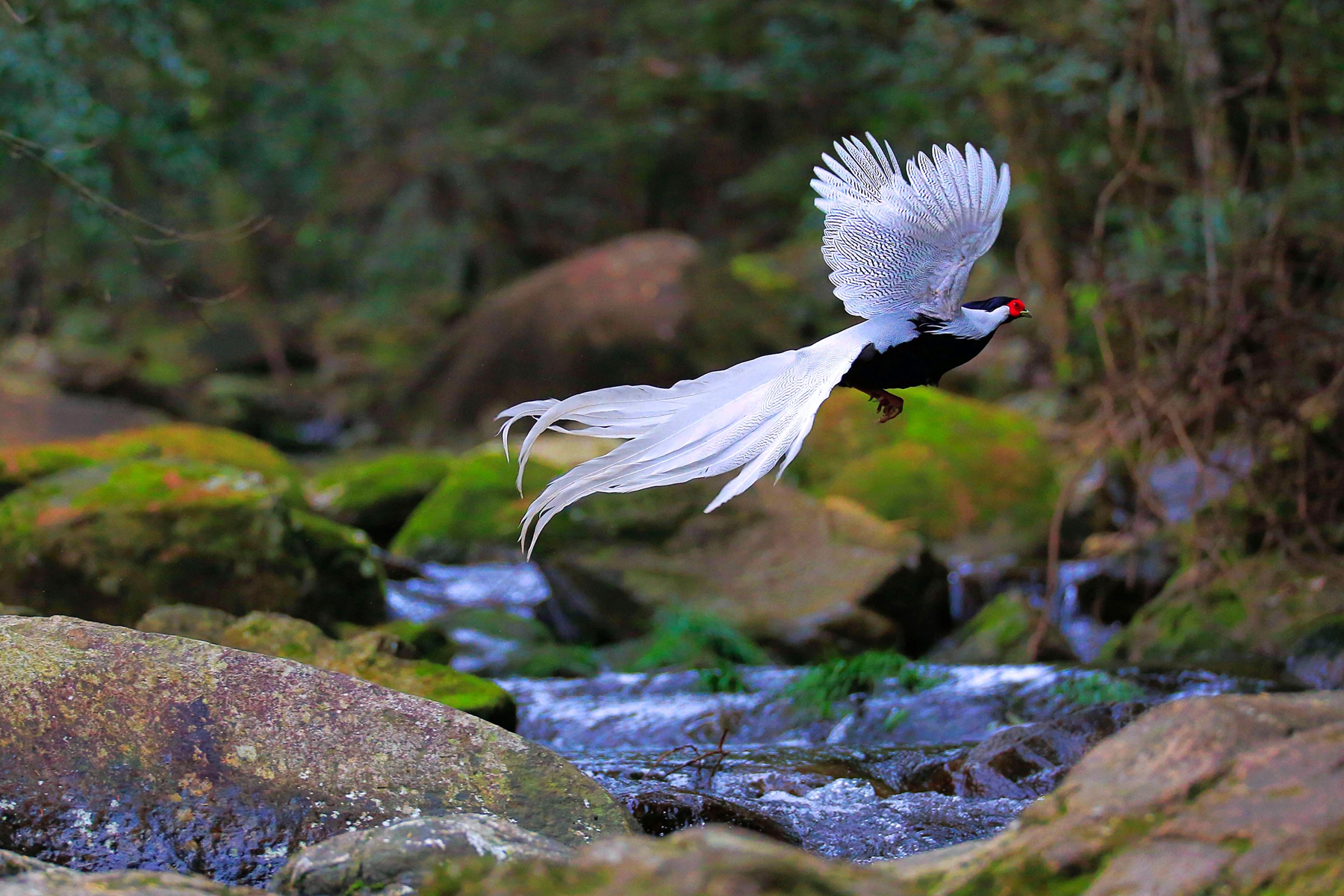 佳作獎-飛躍的白鷴-黃慶漸