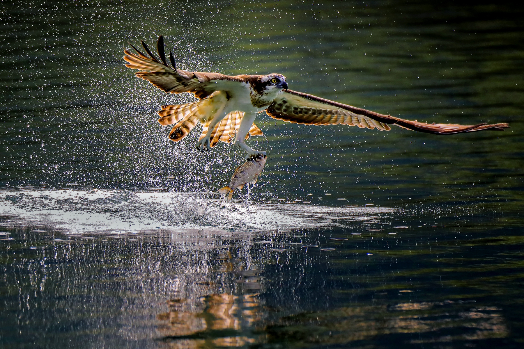 佳作獎-魚鷹捕食-殷偉程