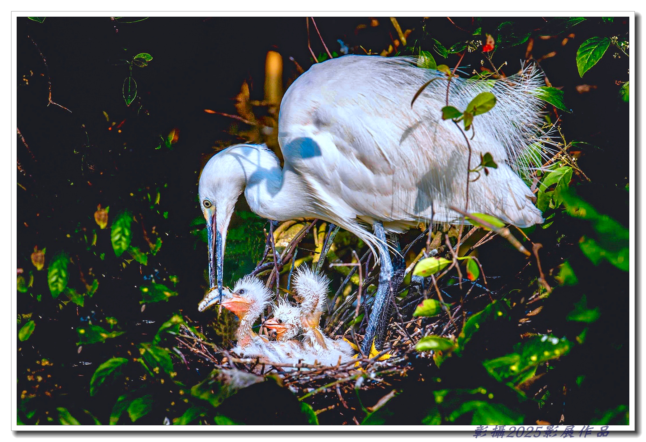 06.1陳泓文-破殼初嚐