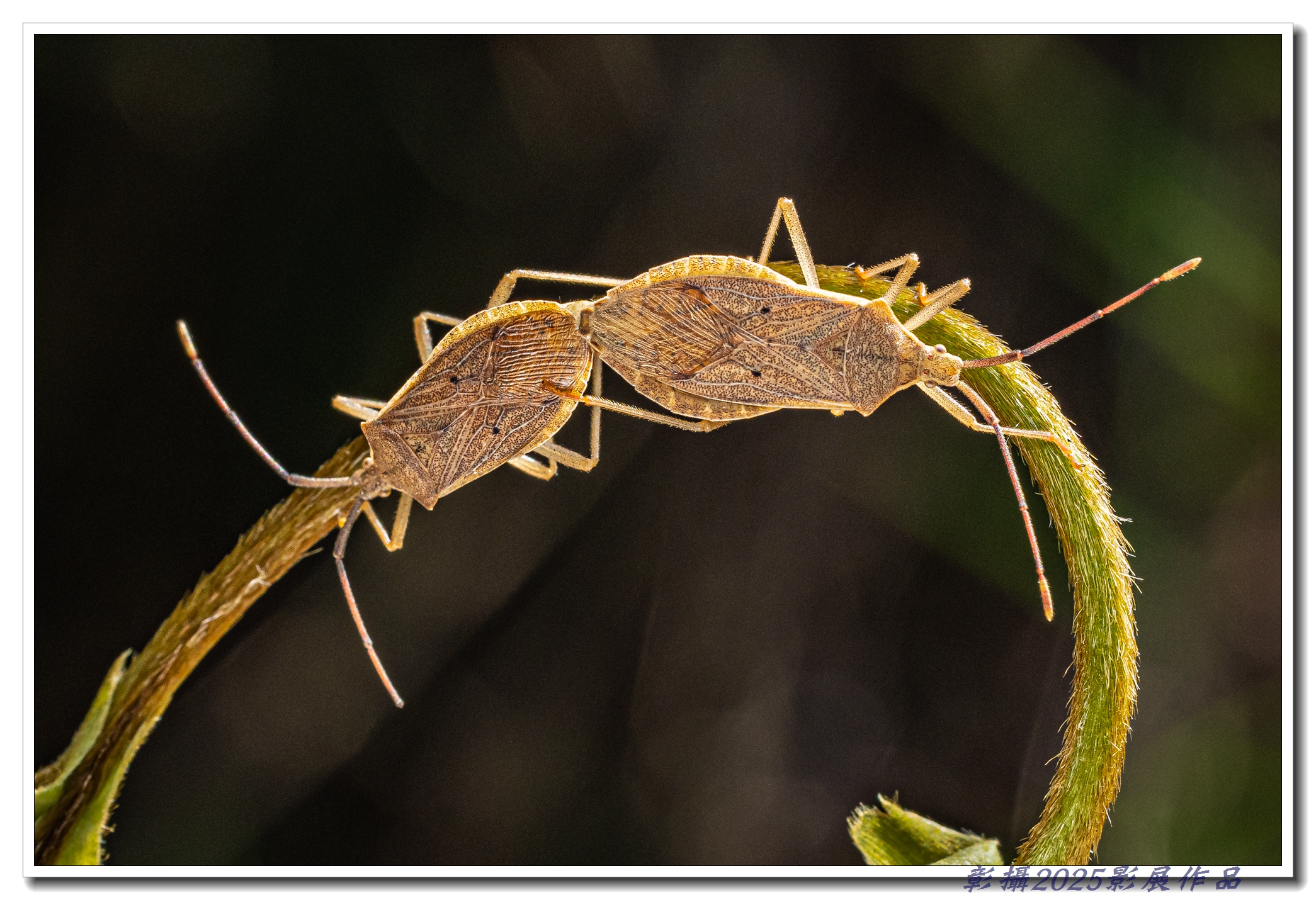 21.1楊泔泉-傳宗接代