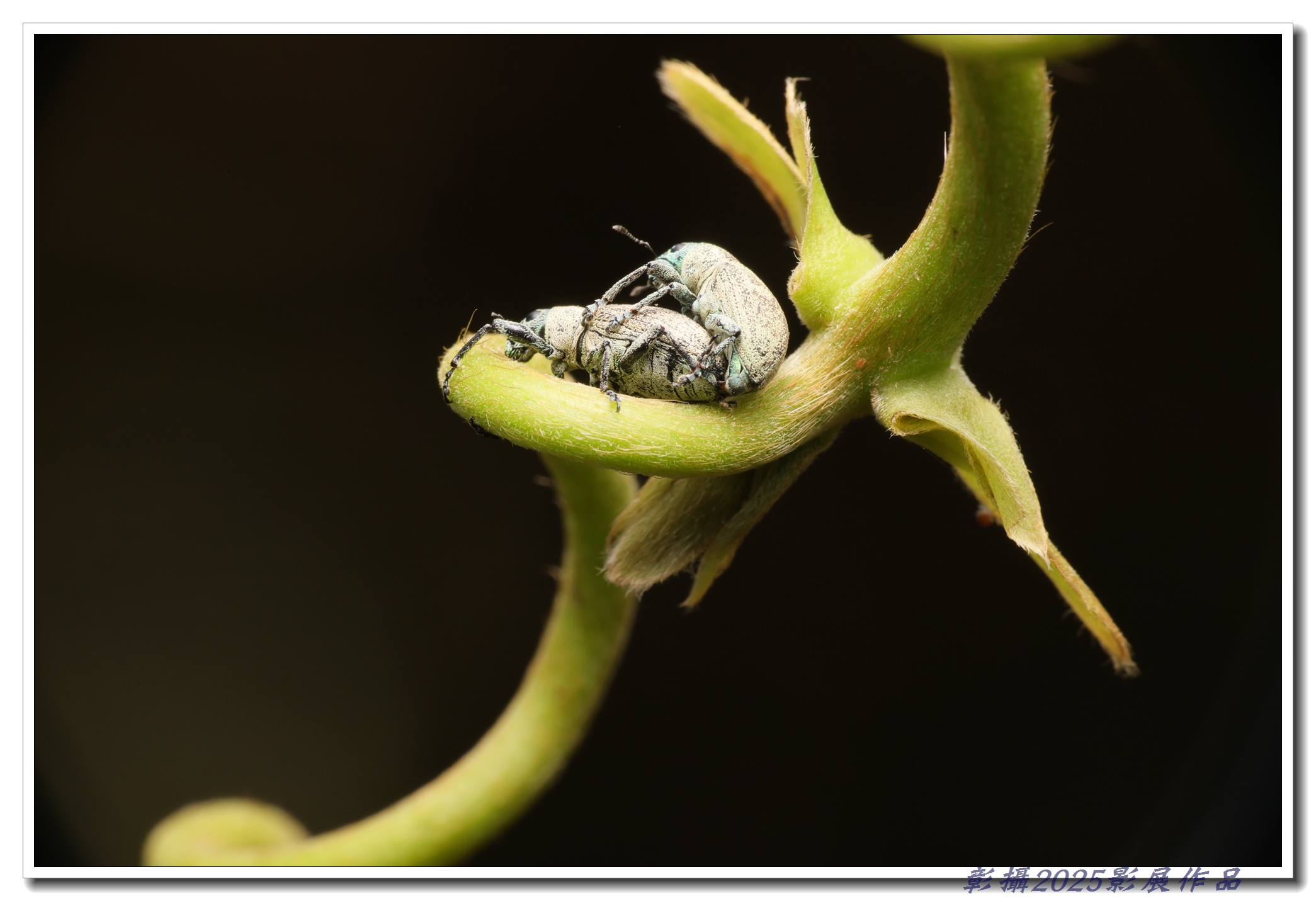 24.潘俊志-生生不息