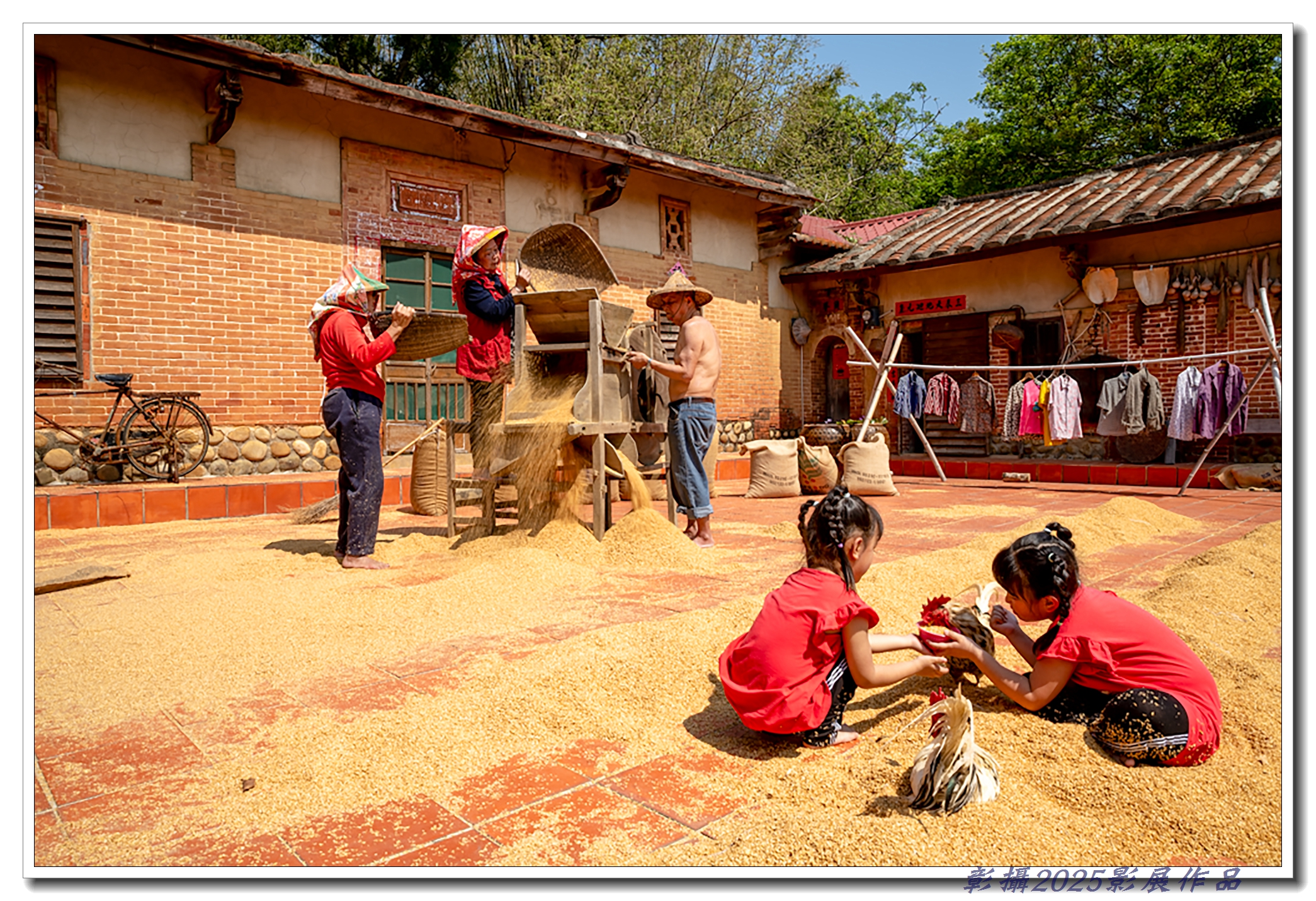 30.林素鑾-兒時曬穀農家樂
