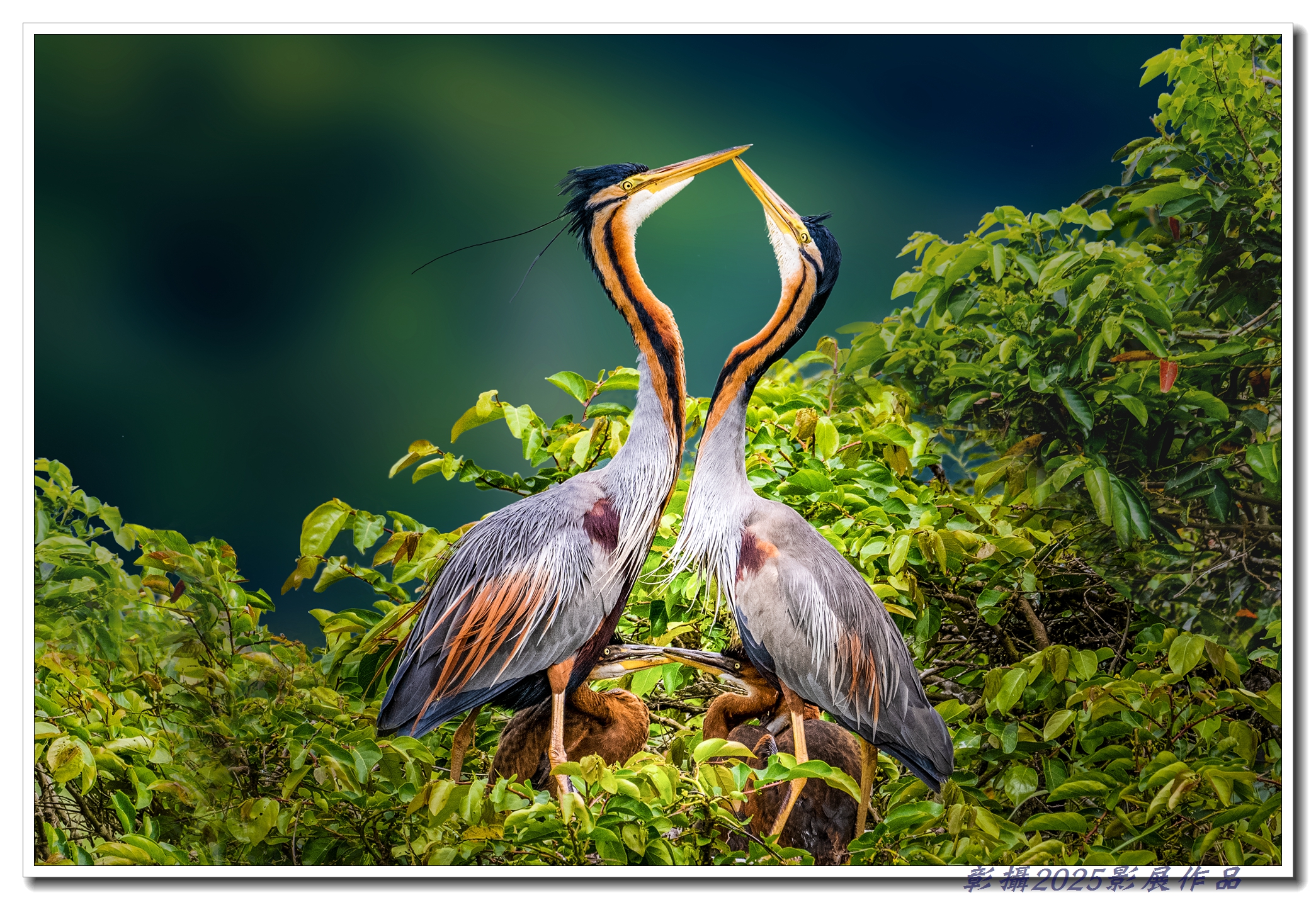 52.吳秀玲-心心相印