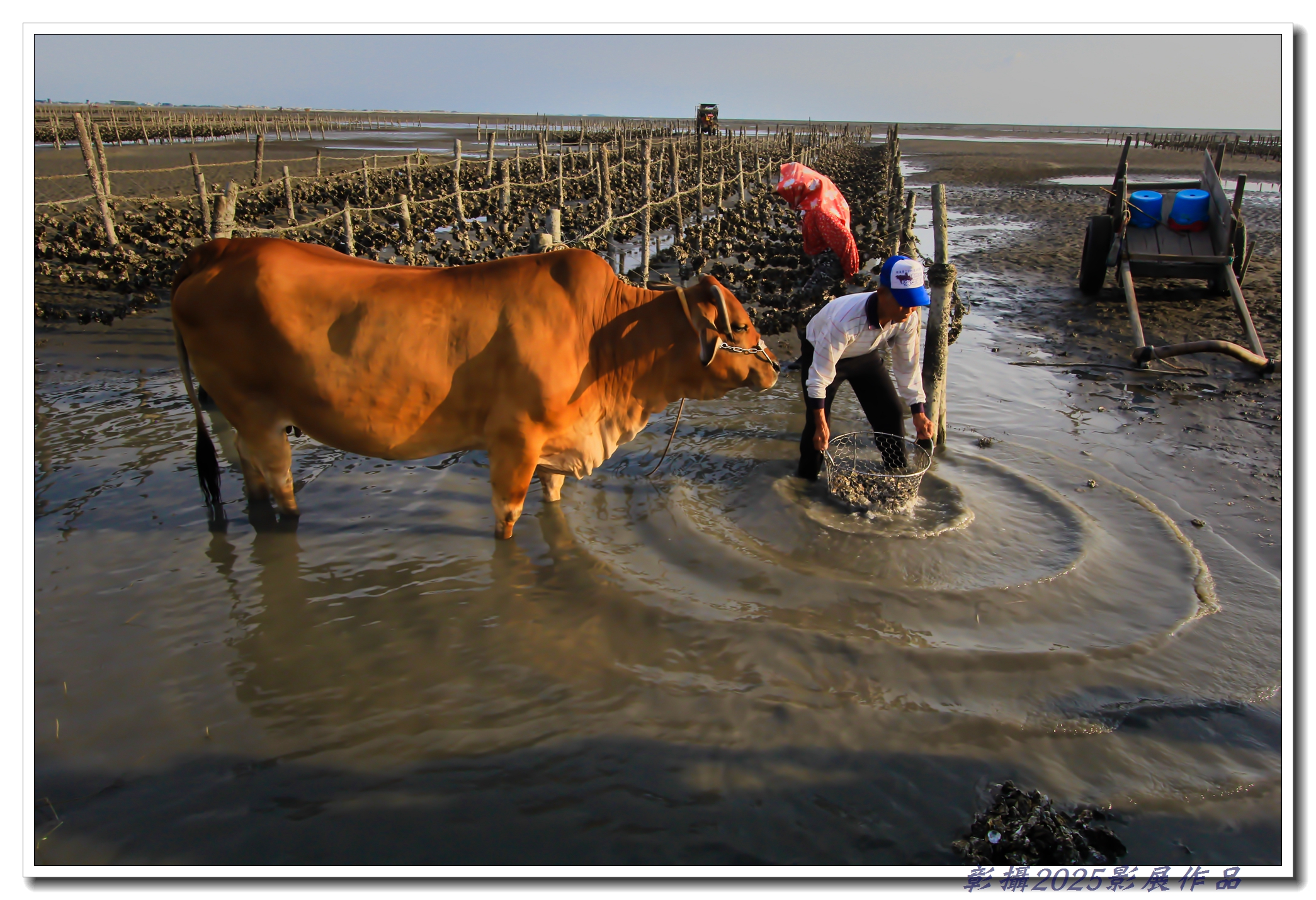 58.魏秋南-老人與海牛