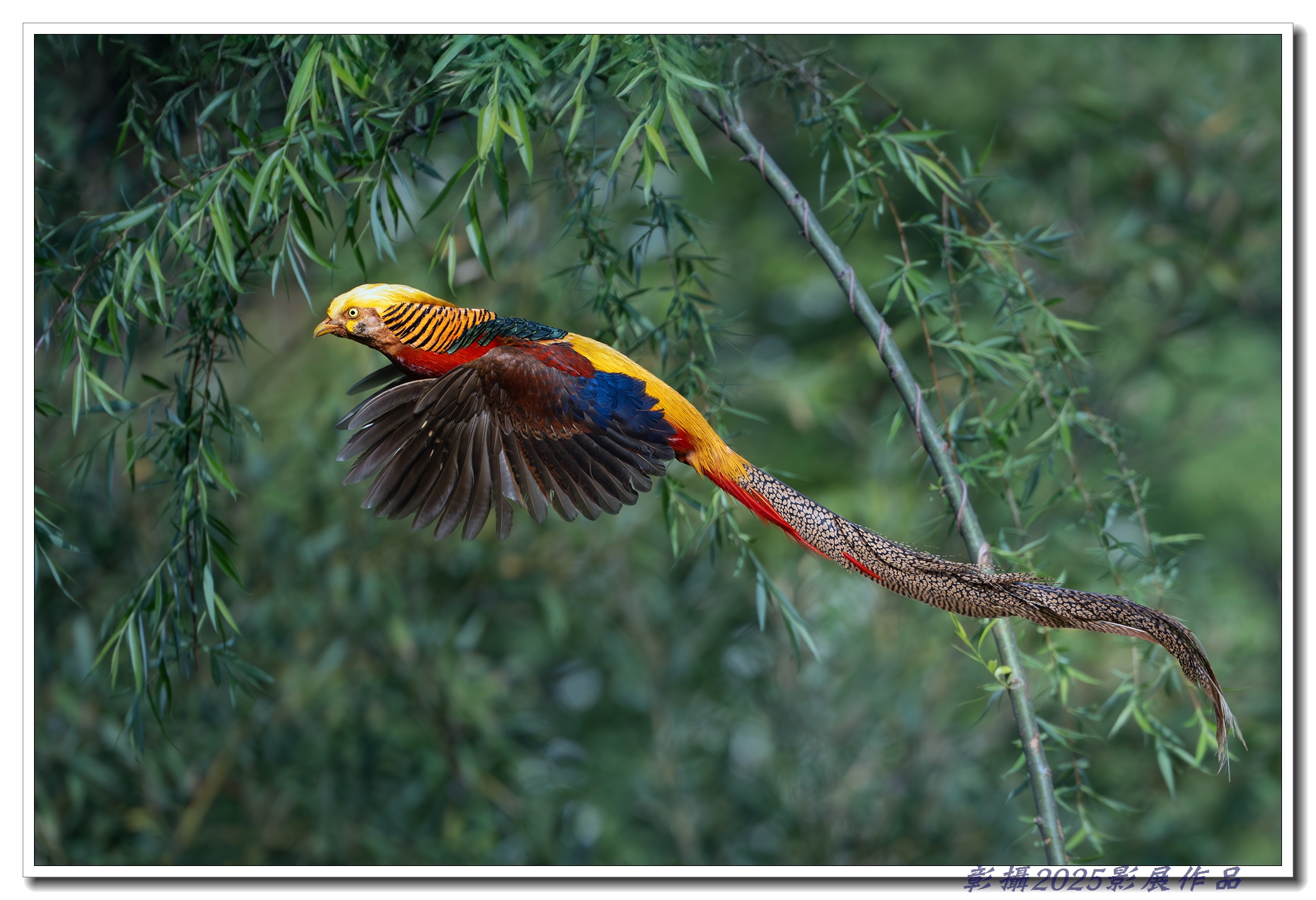 65.張秀櫻-紅腹錦雞
