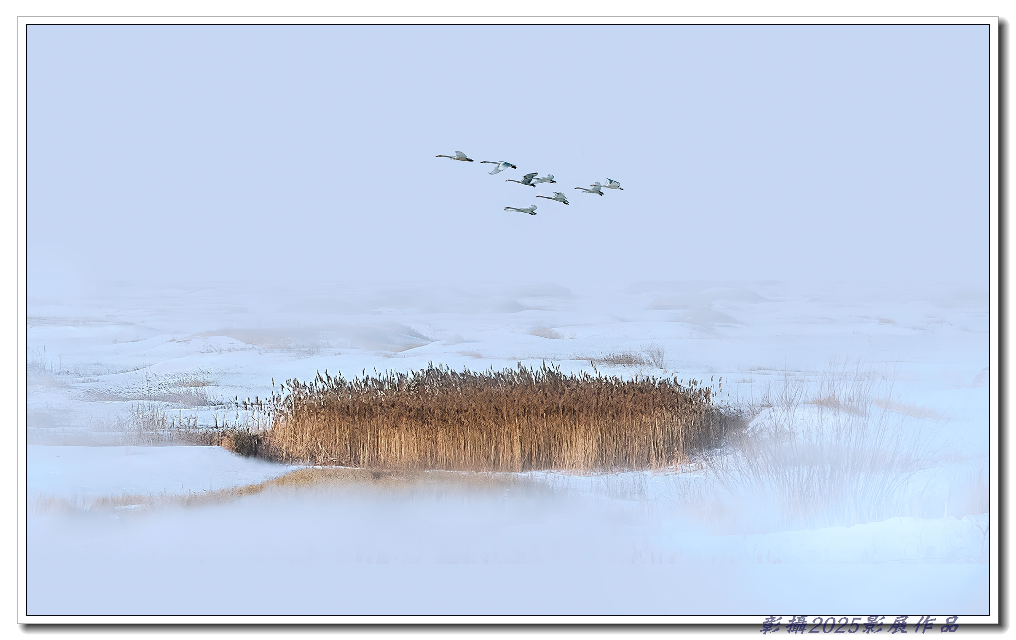 72江村雄-天鵝遨遊