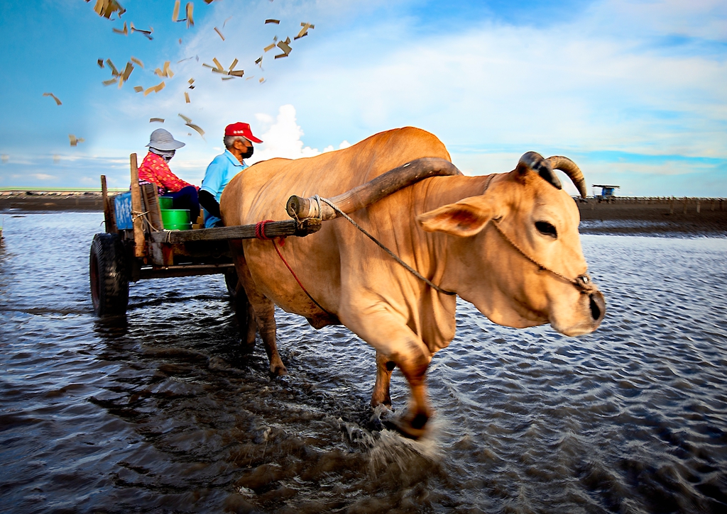 5月優選-張輝文-蚵農海牛2