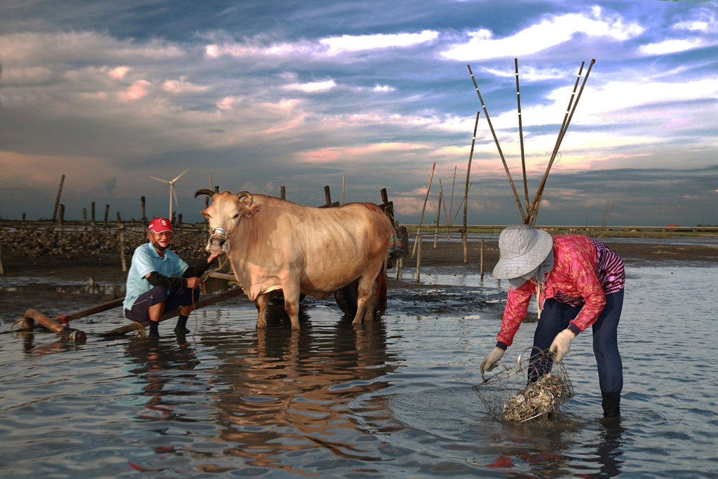 5月優選-潘俊志-芳苑海牛4