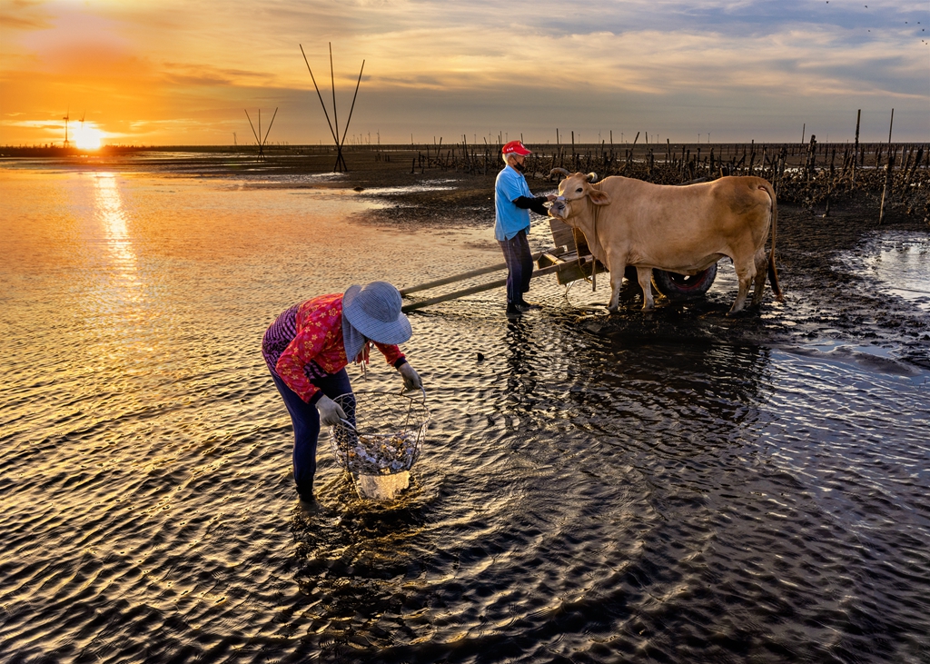 5月銀牌-邱瑞山-蚵田采風1