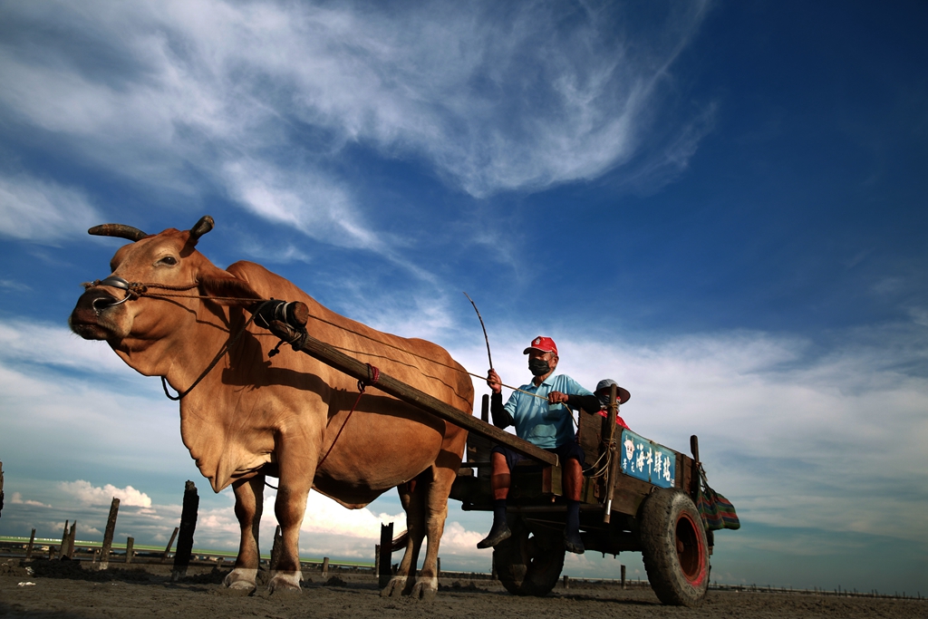 5月銅牌-潘俊志-芳苑海牛1