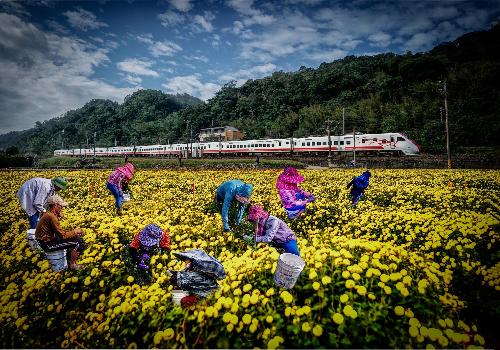 12月金牌-吳長提-採小菊花季1