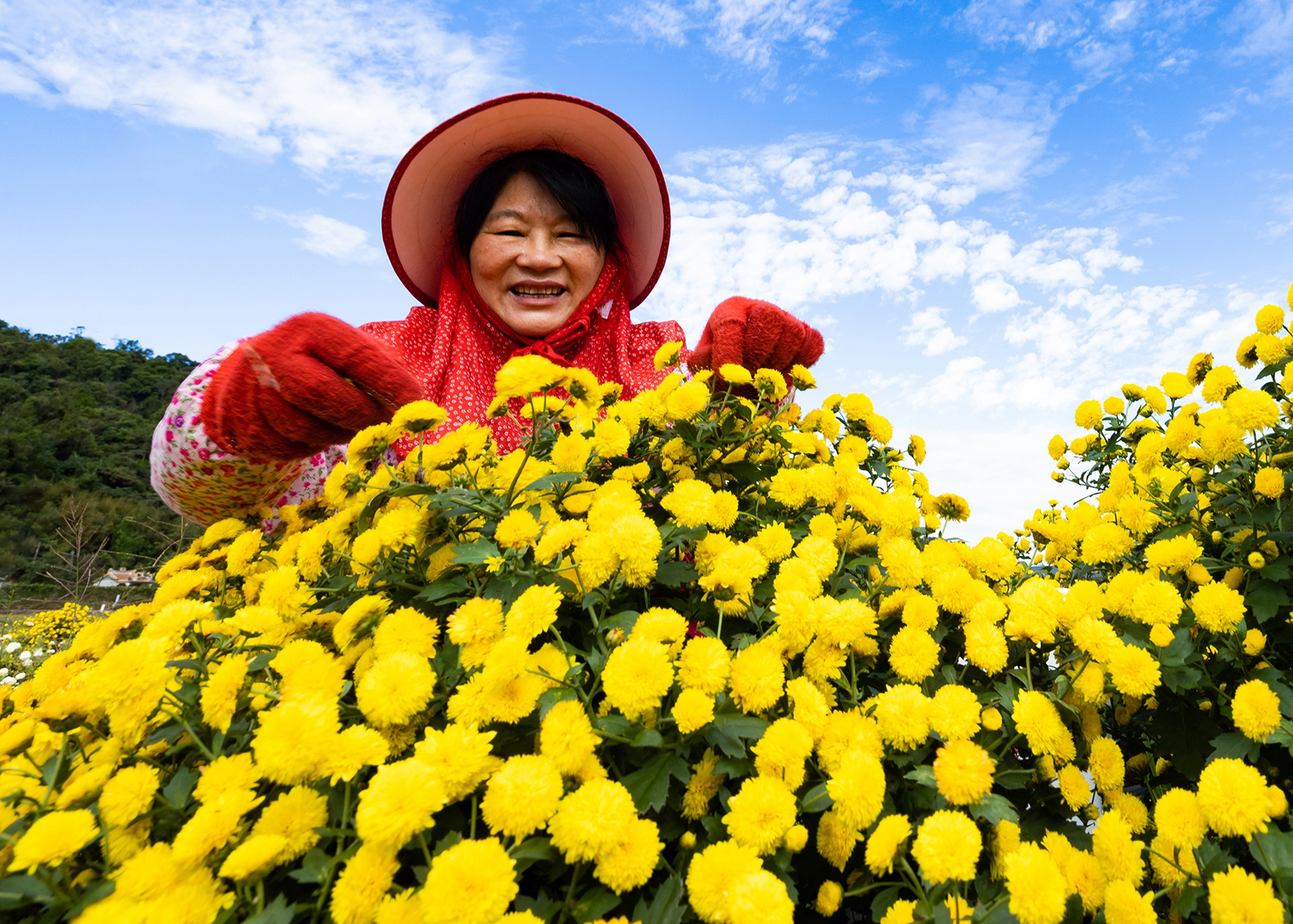 12月銀牌-楊泔泉-採菊2