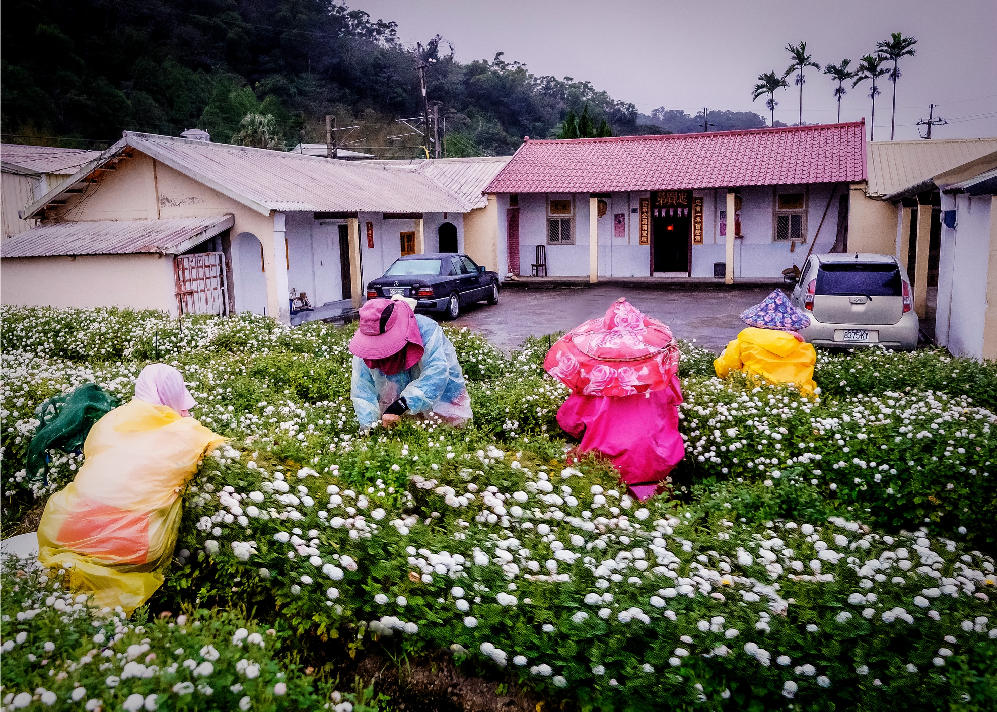 12月銅牌-吳長提-採小菊花季3