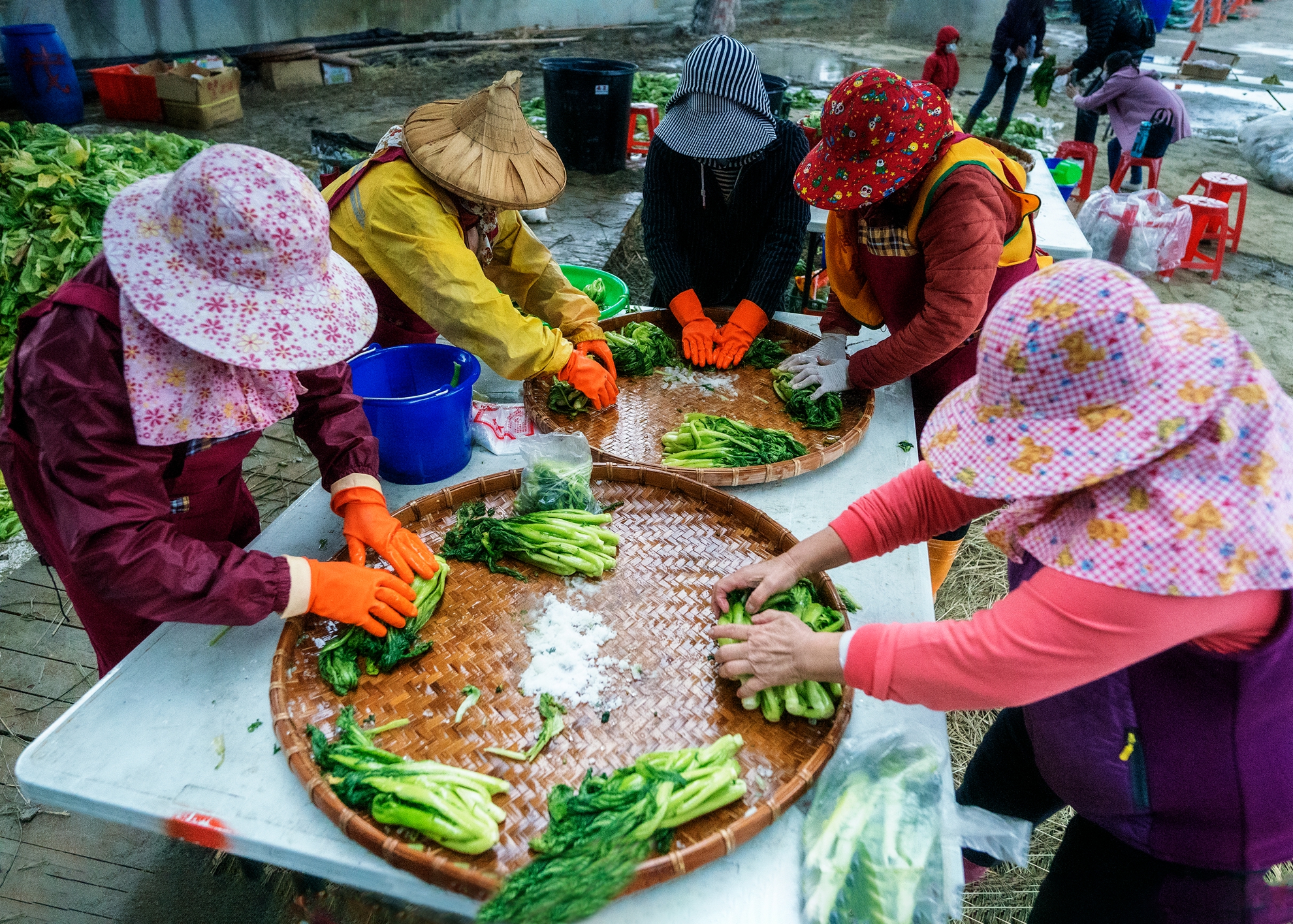 04-優選-吳長提-酸菜製作過程