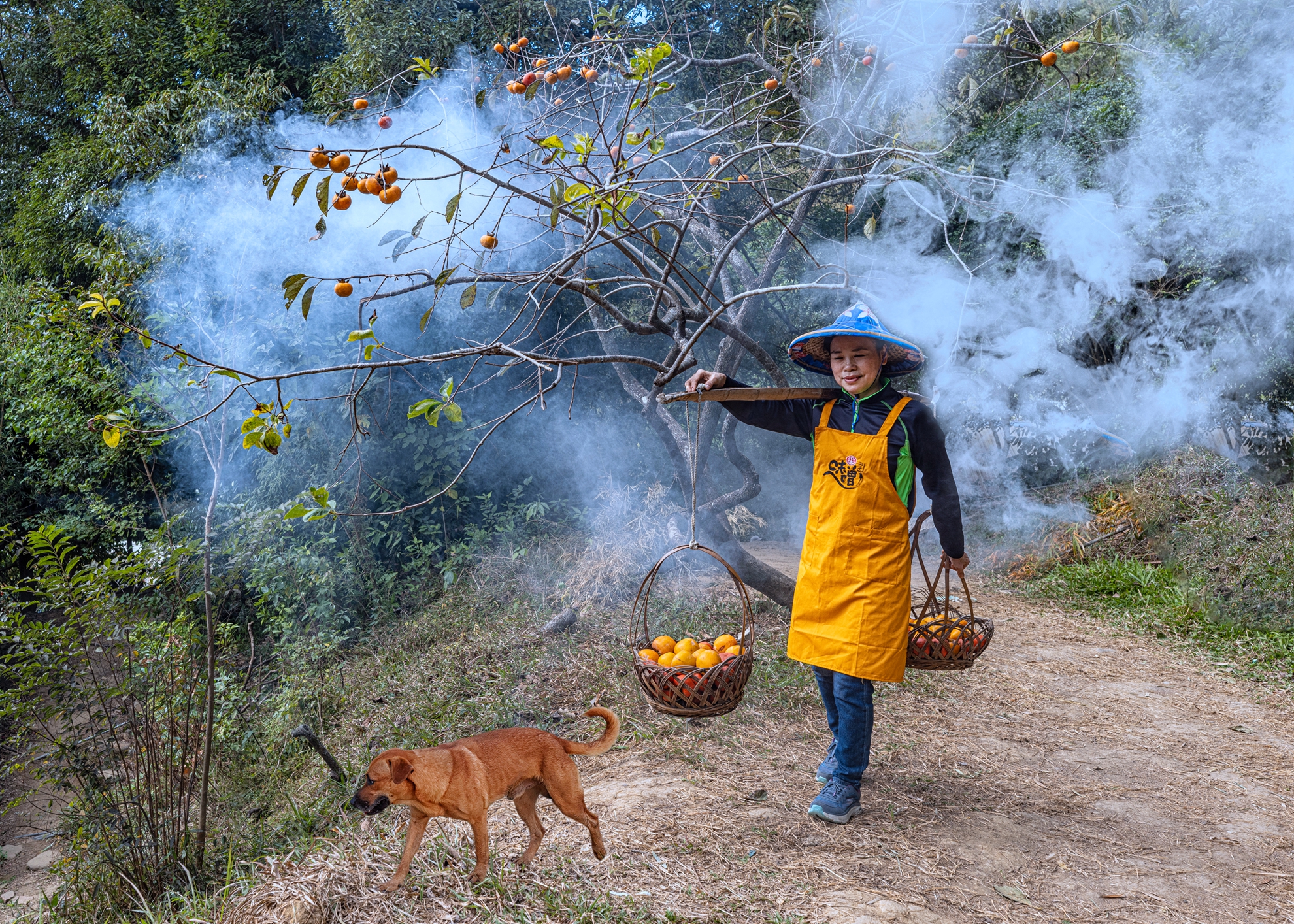 04-優選-黃清圳-採收柿子回家