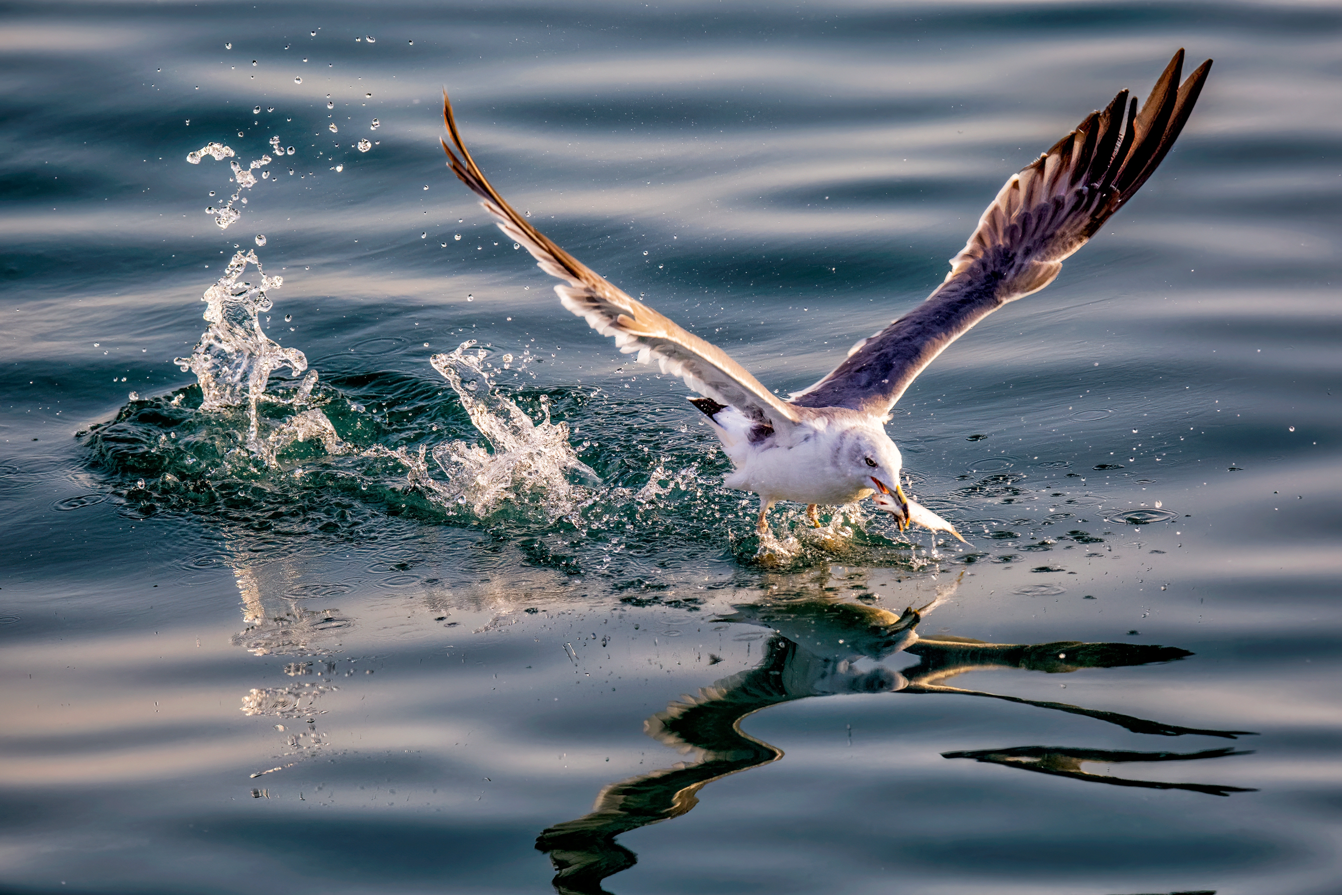 1月佳作-陳秀芳-精彩瞬間
