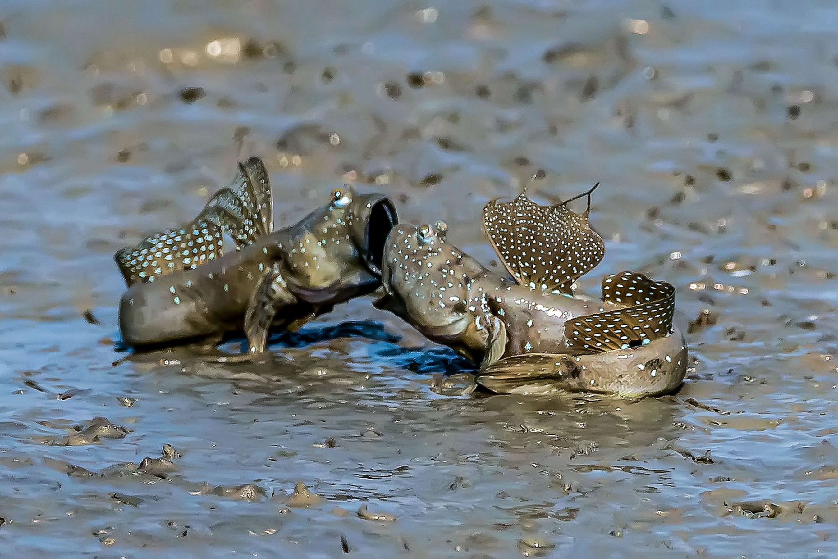 1月佳作-黃証義-領地之爭
