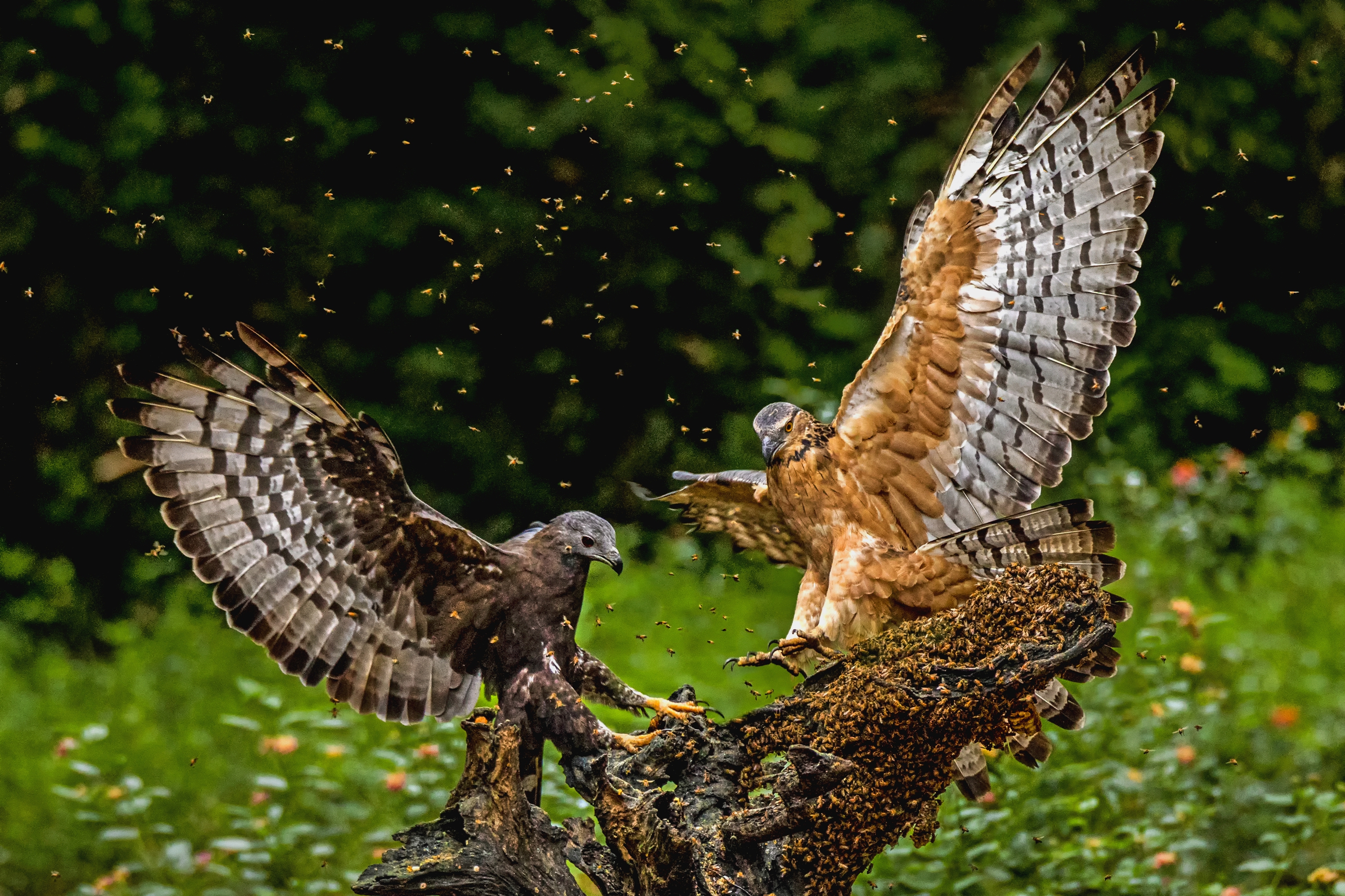 1月優選-殷偉程-蜂鷹爭食