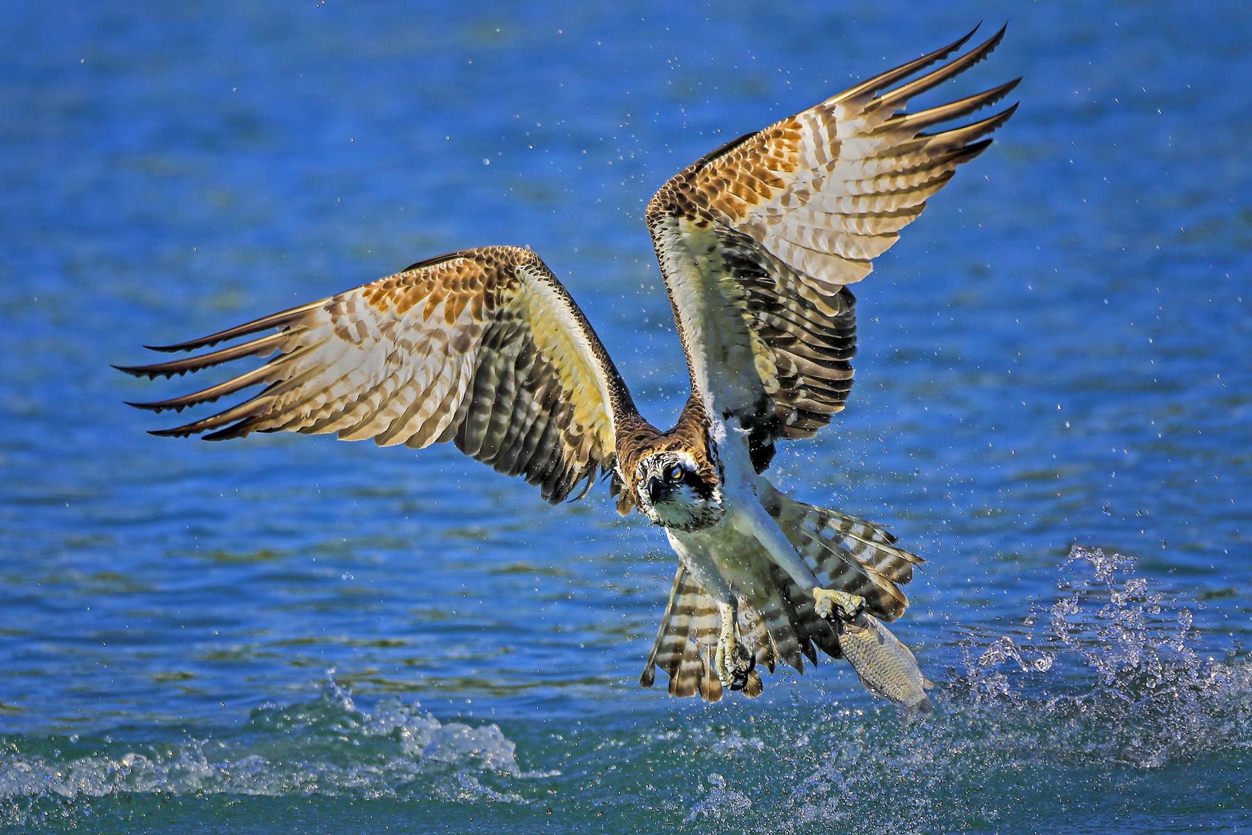 1月入選-殷偉程-魚鷹獵食