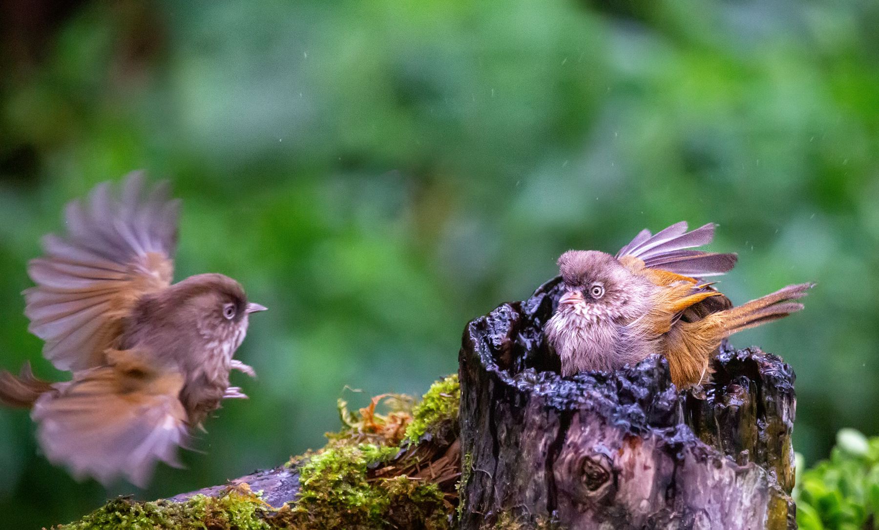 1月入選-陳翠娥-嬉戲    