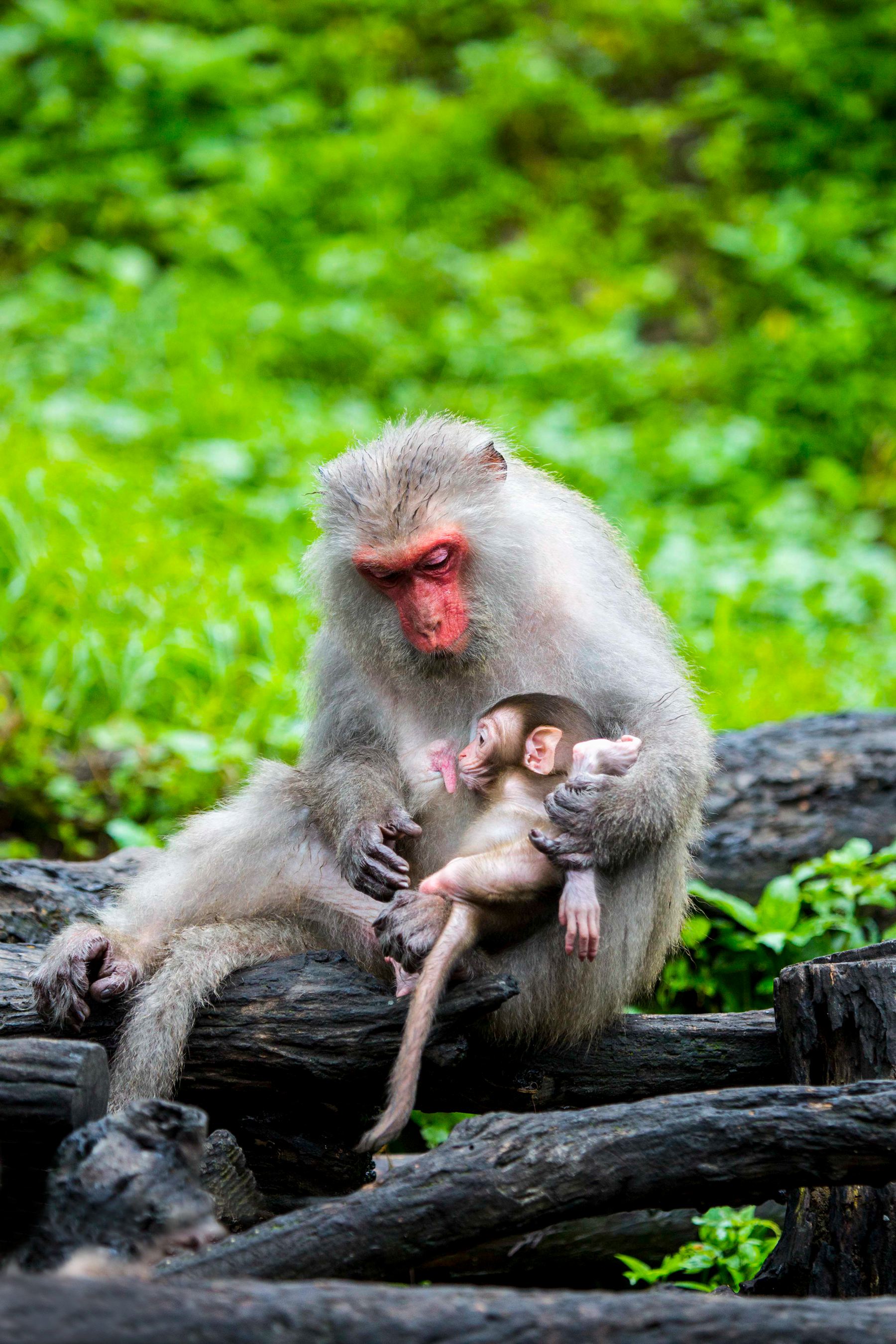 1月入選-陳翠娥-母愛    
