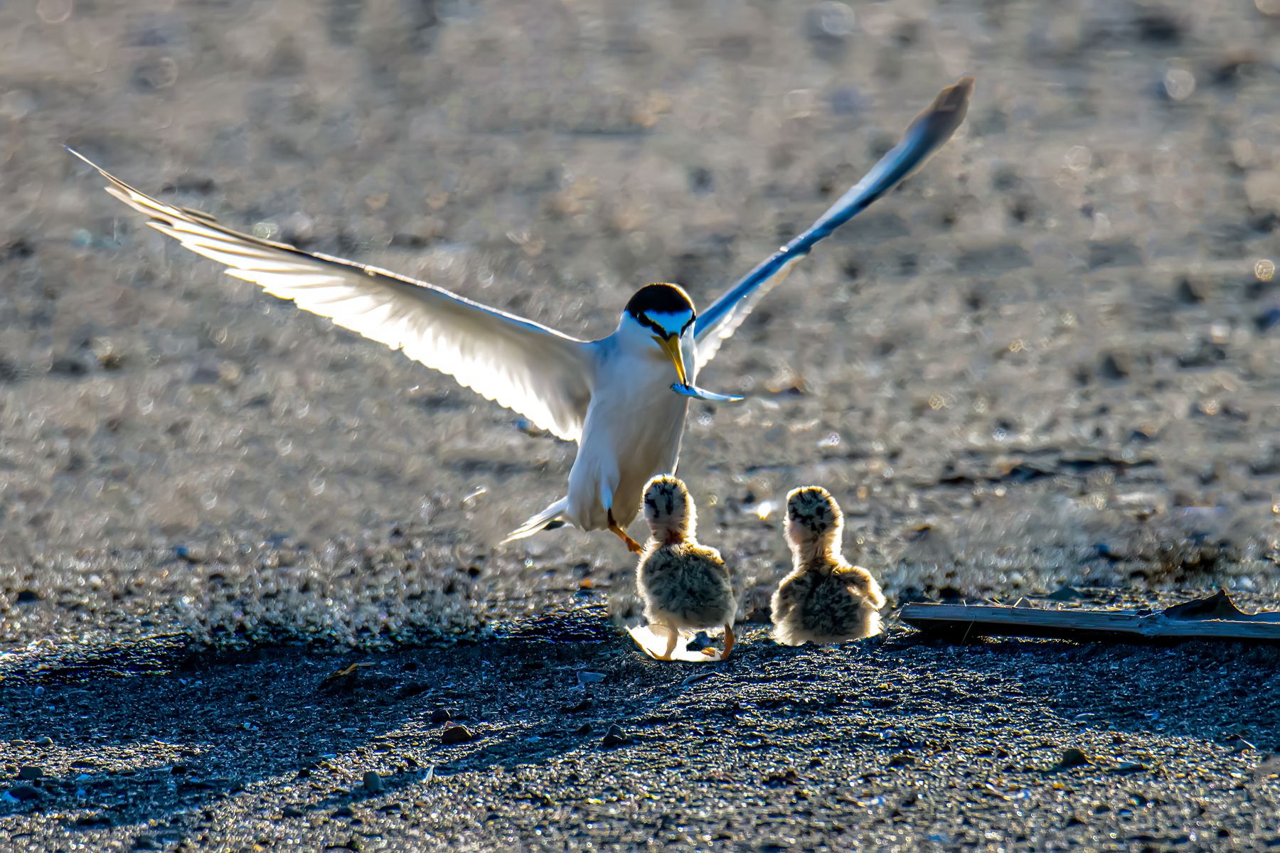 2月佳作-黃証義-母愛