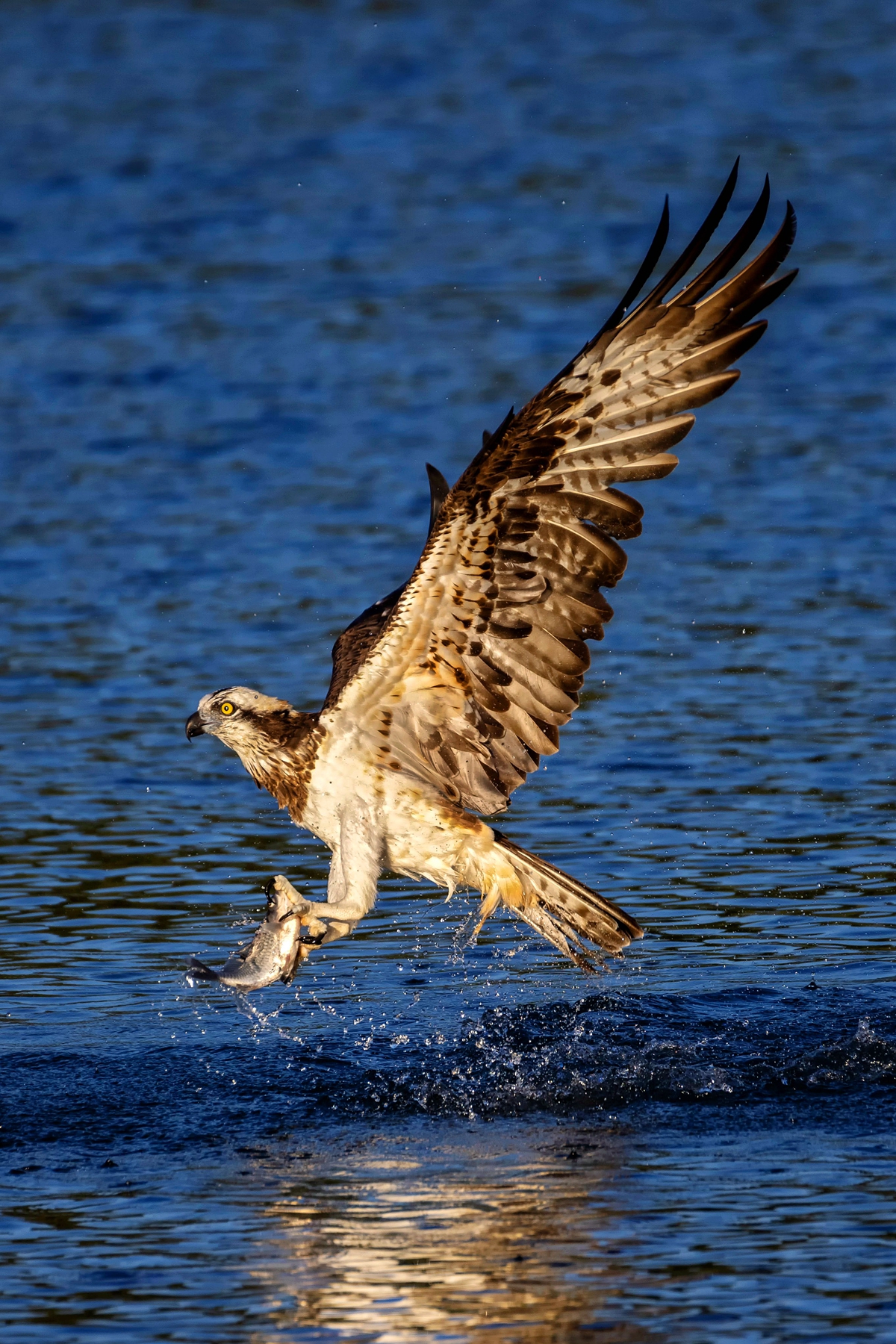 2月入選-邱瑞山-魚鷹獵捕