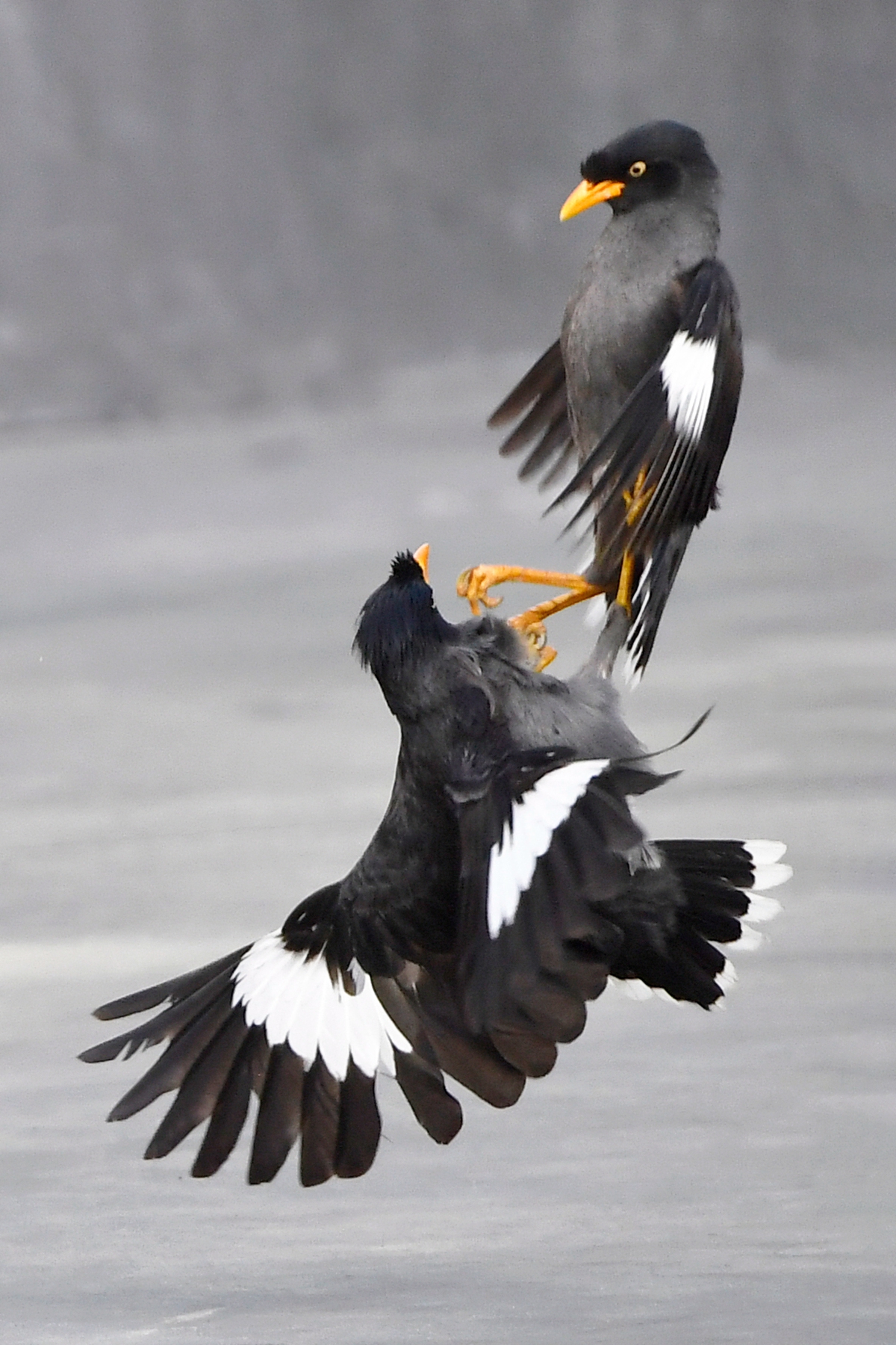 2月入選-陳泓文-八哥比武