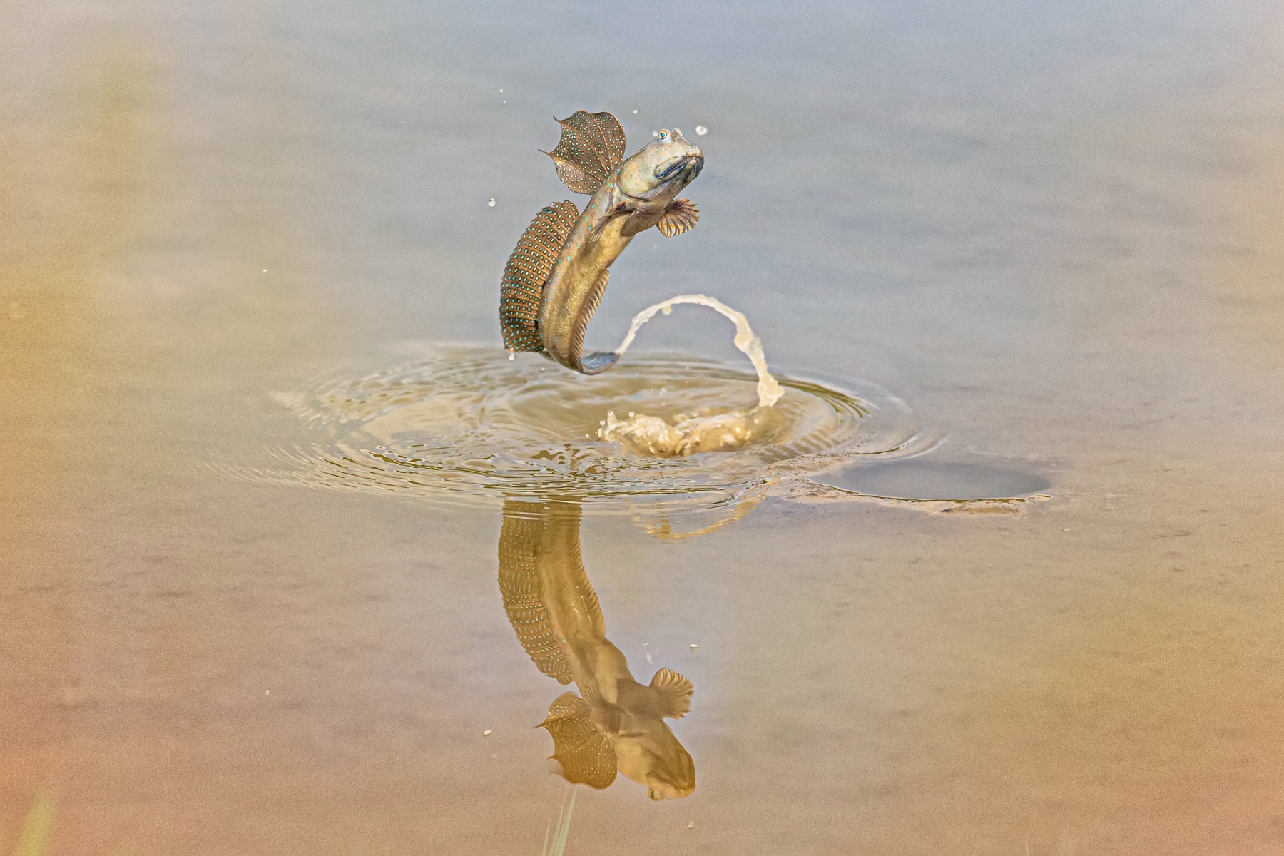 2月入選-陳瀅全-求偶舞躍