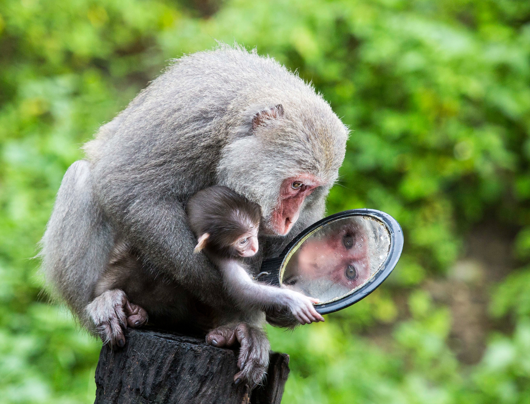 2月入選-陳翠娥-攬鏡入懷