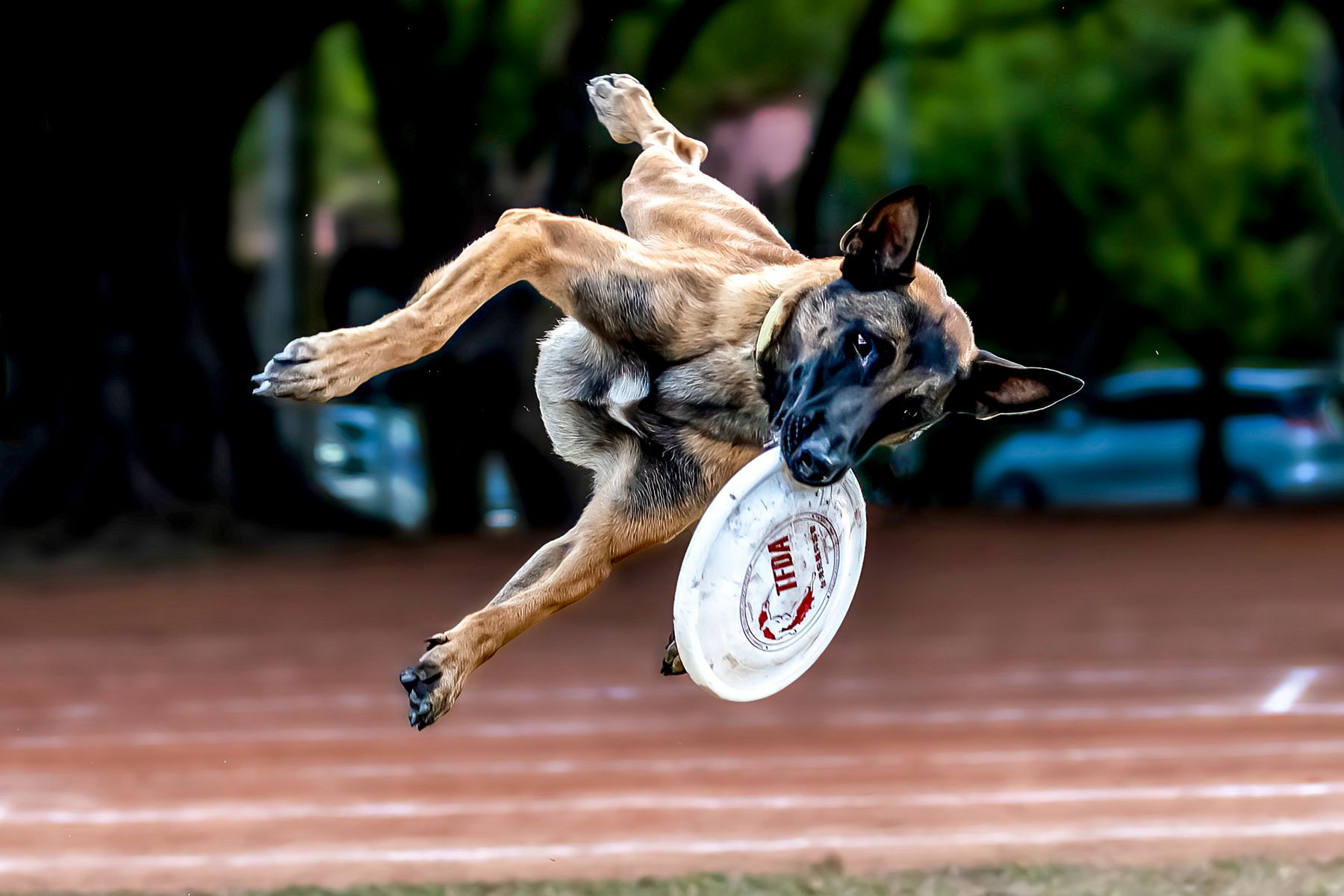 2月入選-黃証義-抓飛盤