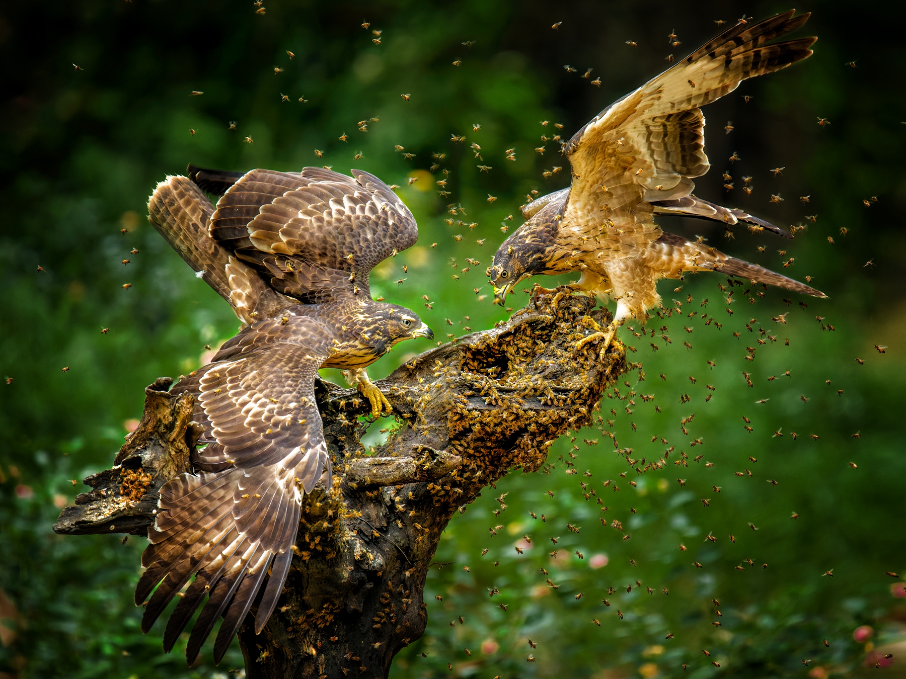 3月佳作-陳秀芳-對峙