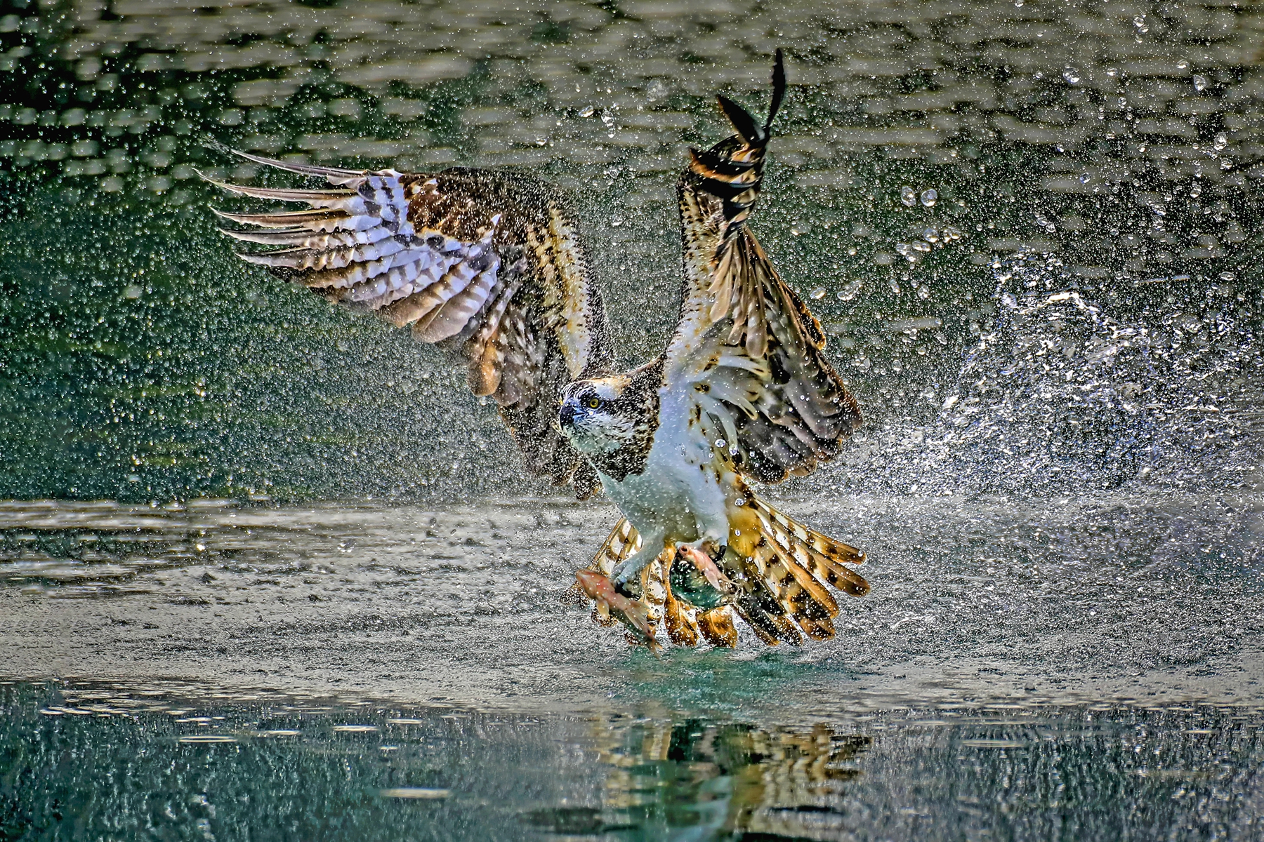 3月入選-殷偉程-大豐收