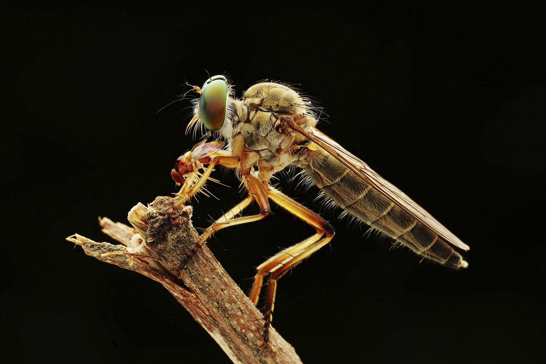 3月入選-邱瑞山-食蟲虻獵食