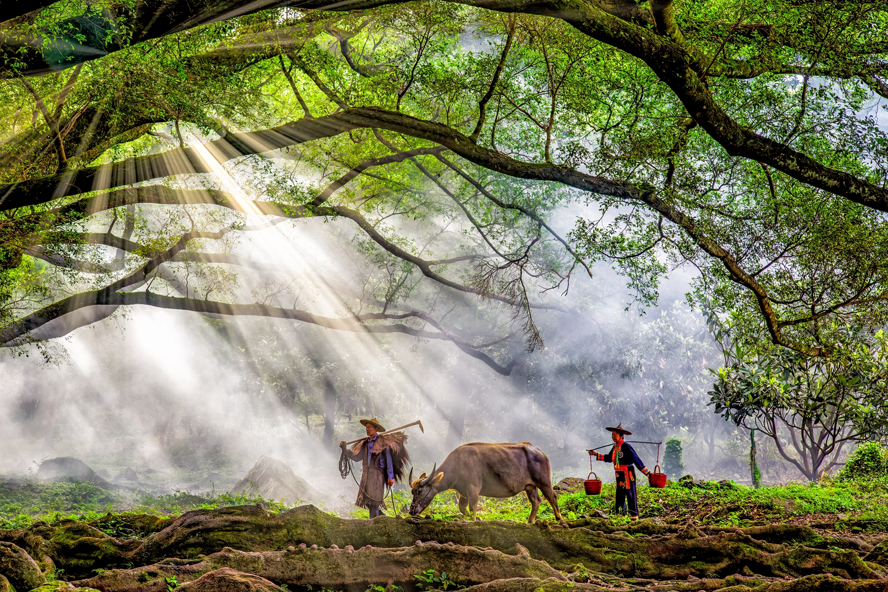 3月入選-陳秀芳-晨曦牧歌