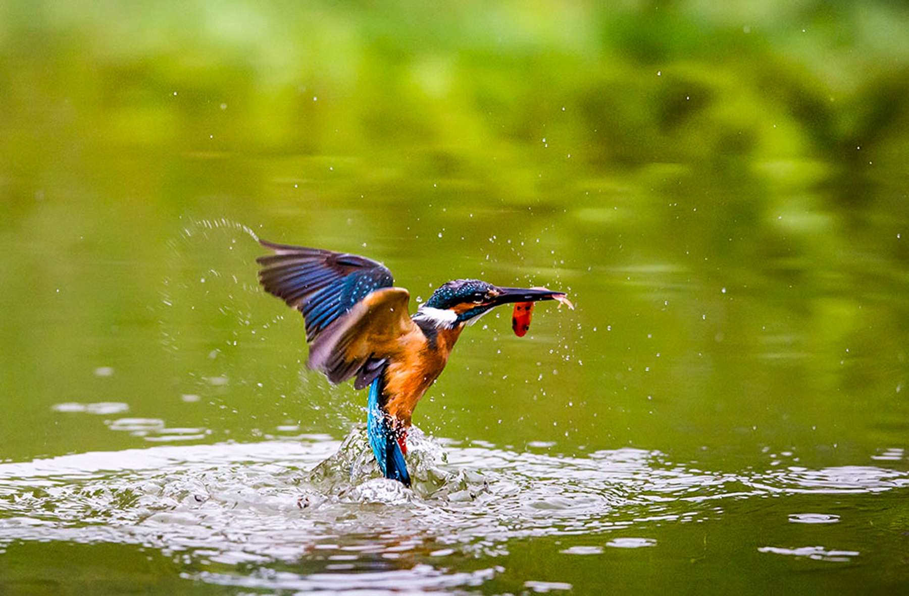 3月入選-陳翠娥-捕食英姿